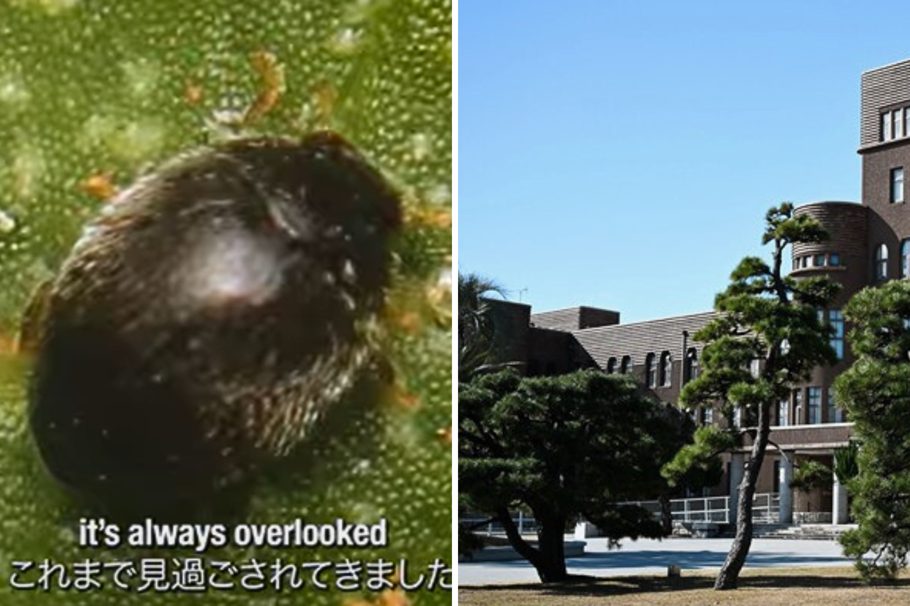 Scientists Discover New Ladybug Species Hiding ‘Right on Their Doorstep’