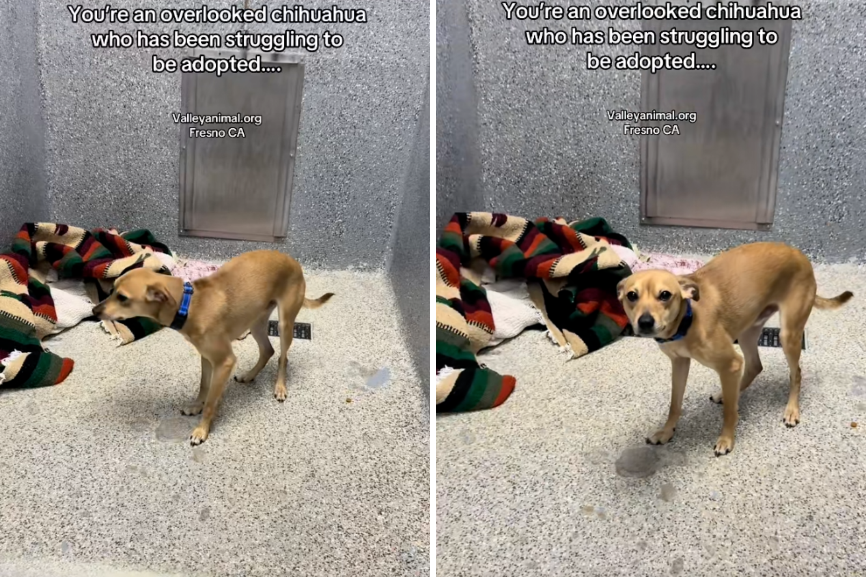 Tears Over How Chihuahua Mix Surrendered With Brother Copes in Shelter