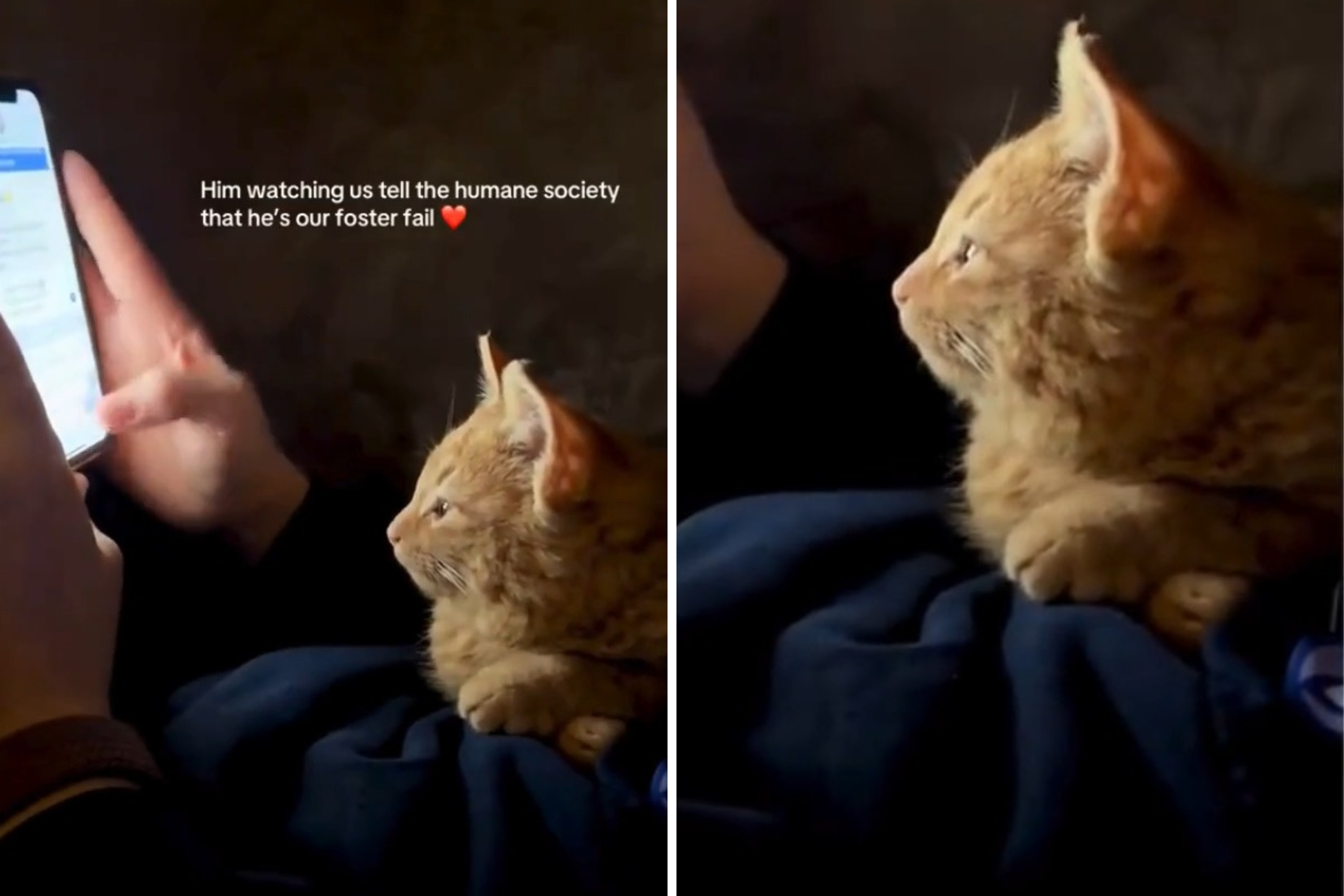 Cat’s Reaction As New Owner Admits They’re a ‘Foster Fail’ Melts Hearts