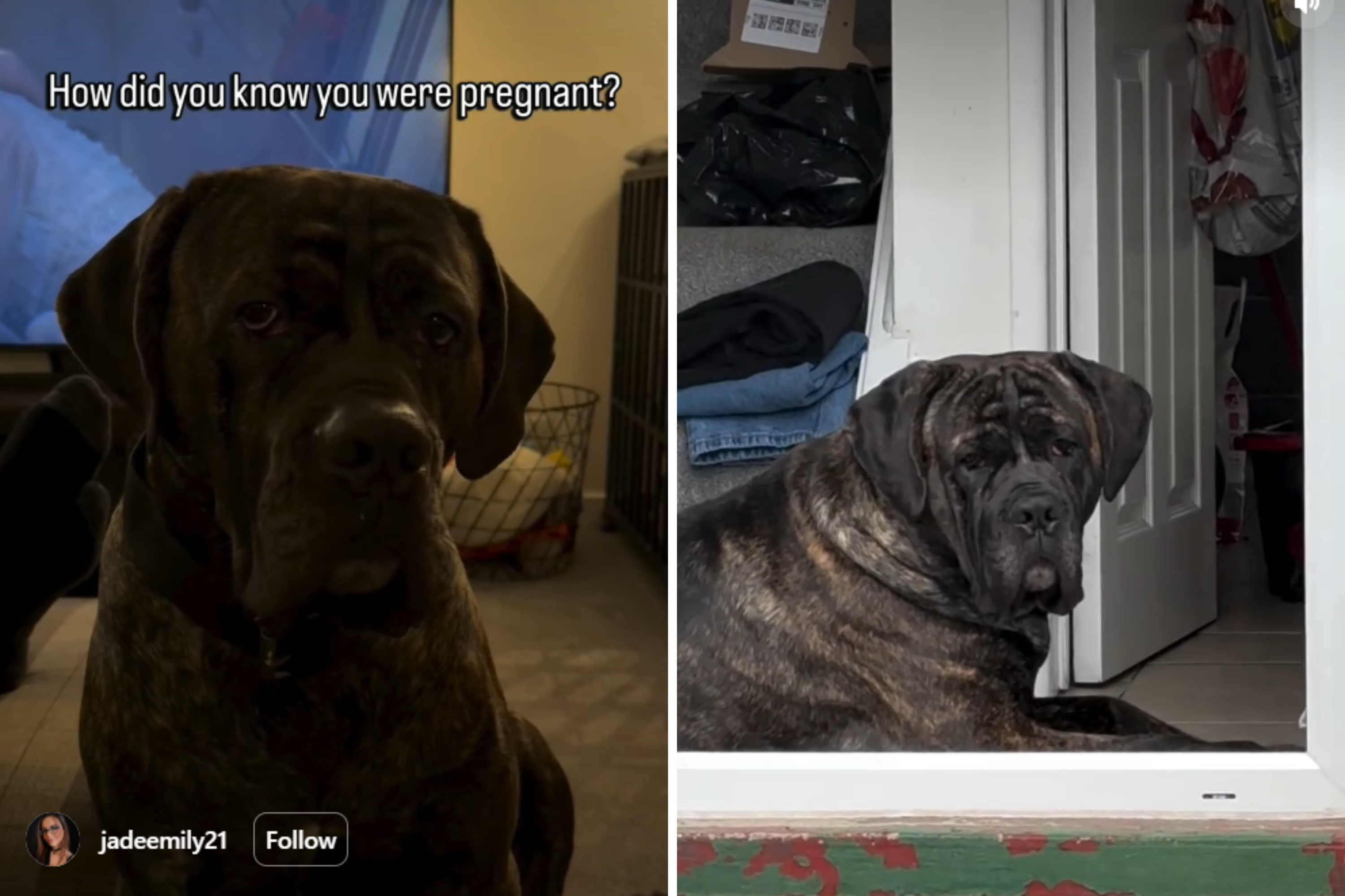 Cane Corso Starts Acting Strange, What Vet Asks Owner Changes Life Forever