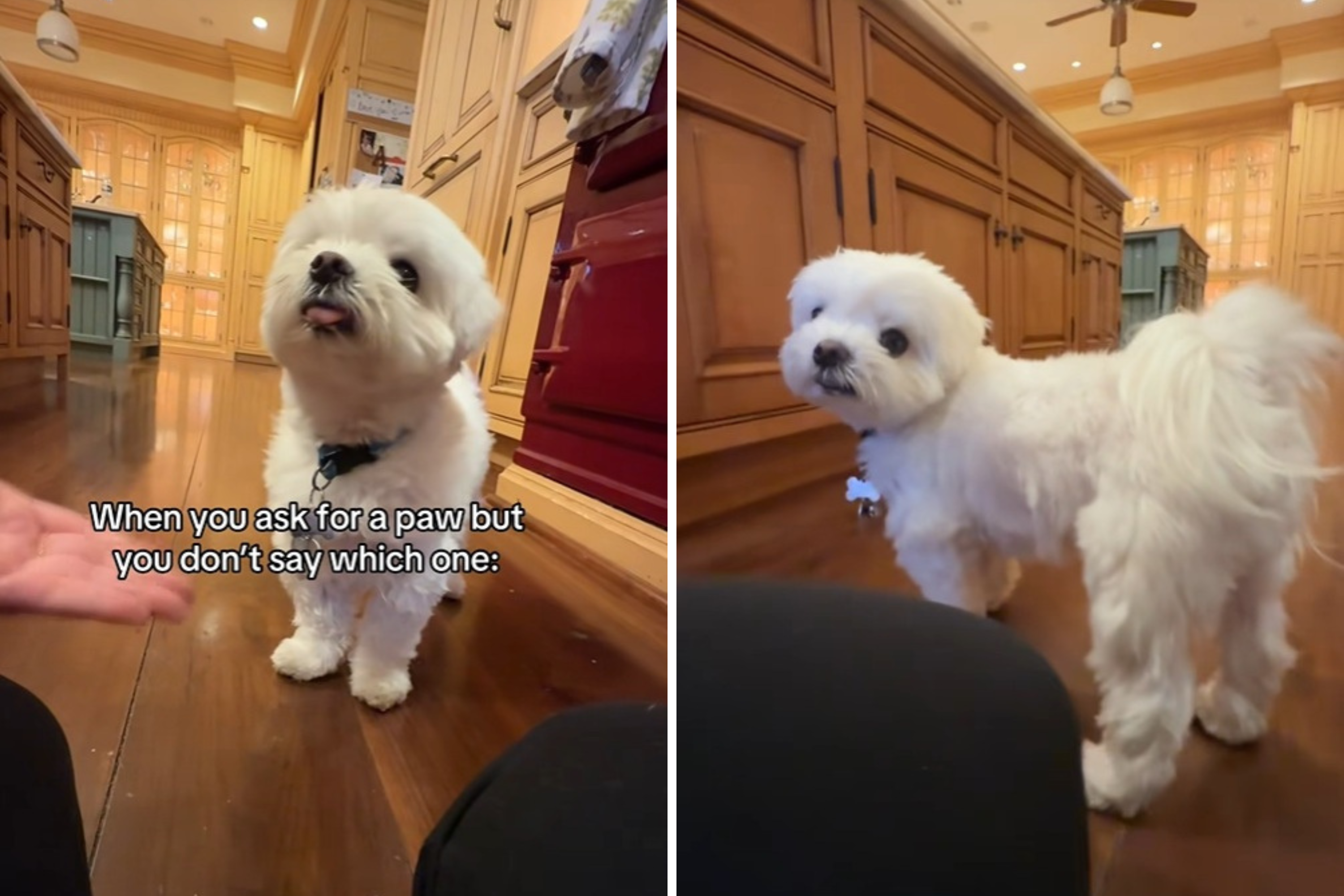 Owner Asks Tiny Maltese for Paw—Not prepared for What He Gives Her
