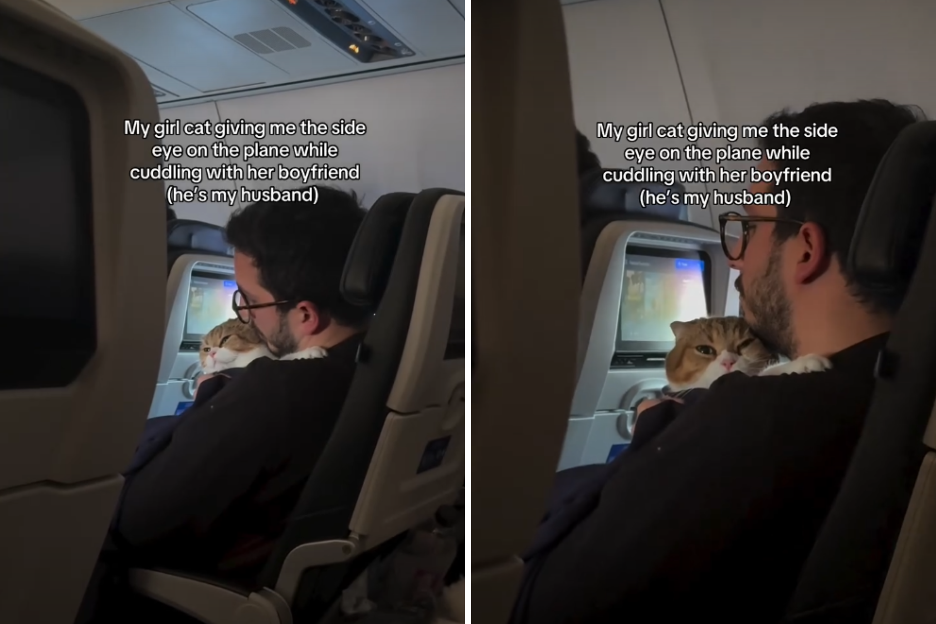 Couple Take Cat on Long-Haul Flight, Hilarity at What Happens Once Seated