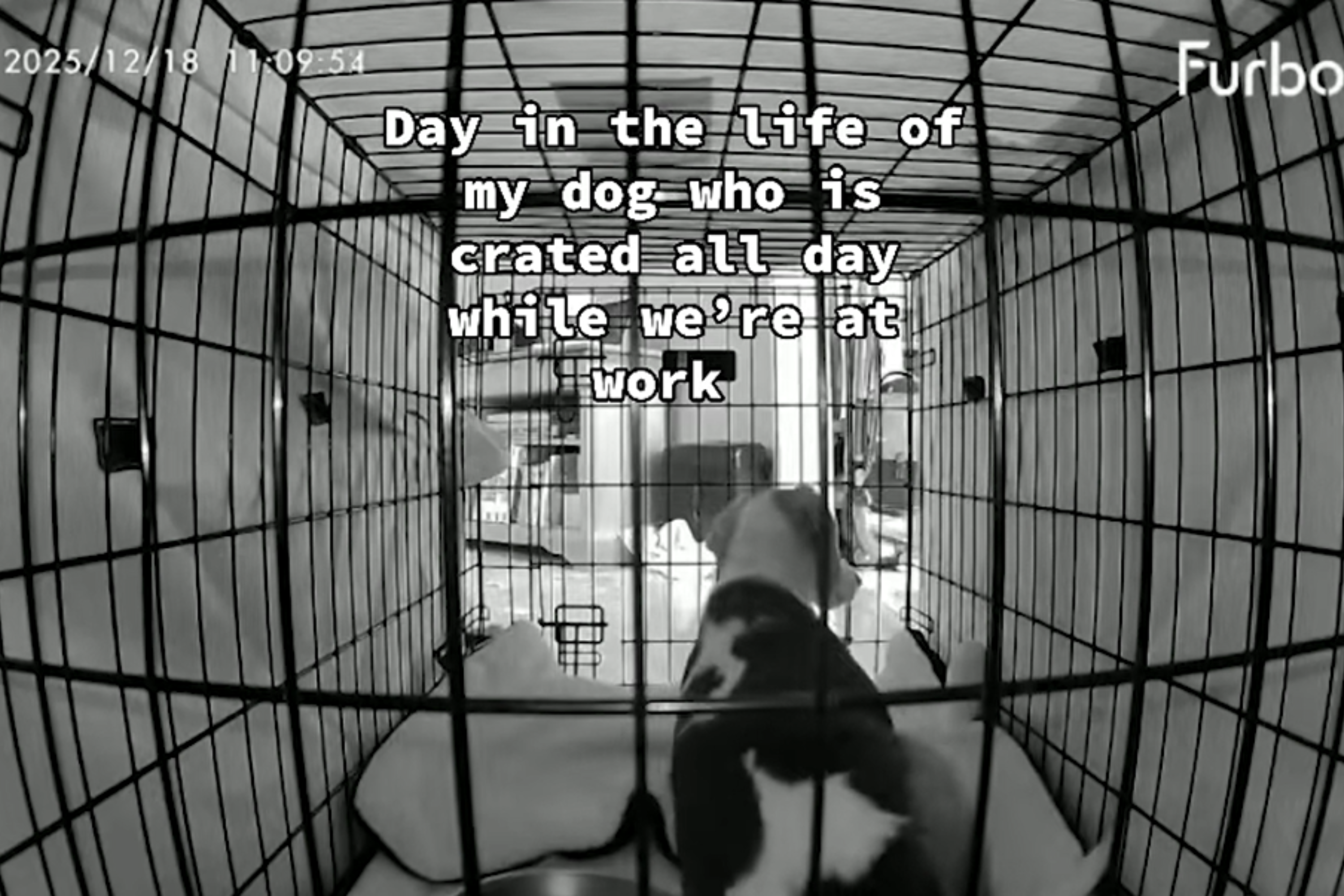 Dog Left Crated While Owner at Work, Pet Cam Footage Leaves Viewers Furious