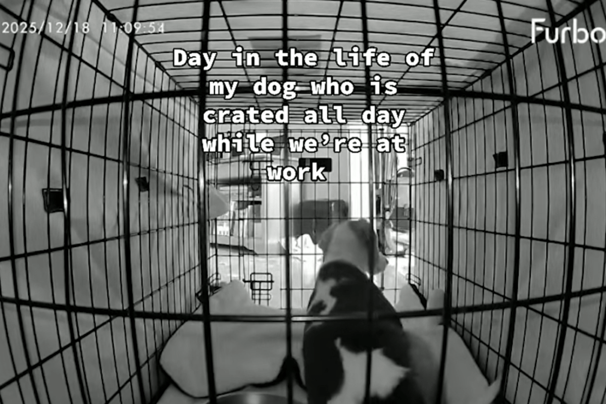 Dog Left Crated While Owner at Work, Pet Cam Footage Leaves Viewers Furious Dog Left Crated While Owner at Work, Pet Cam Footage Leaves Viewers Furious