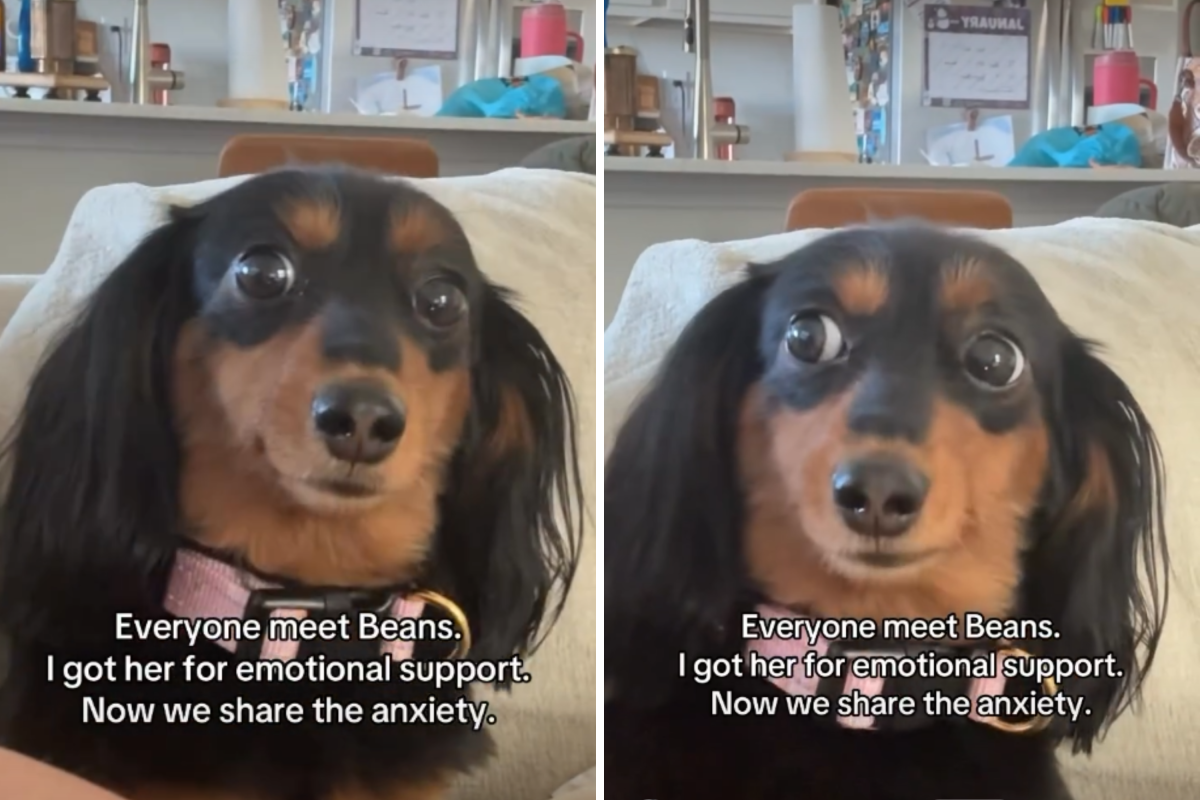 Woman Gets Dachshund for & 039;Emotional Support& 039;—Backfires Spectacularly Woman Gets Dachshund for & 039;Emotional Support& 039;—Backfires Spectacularly