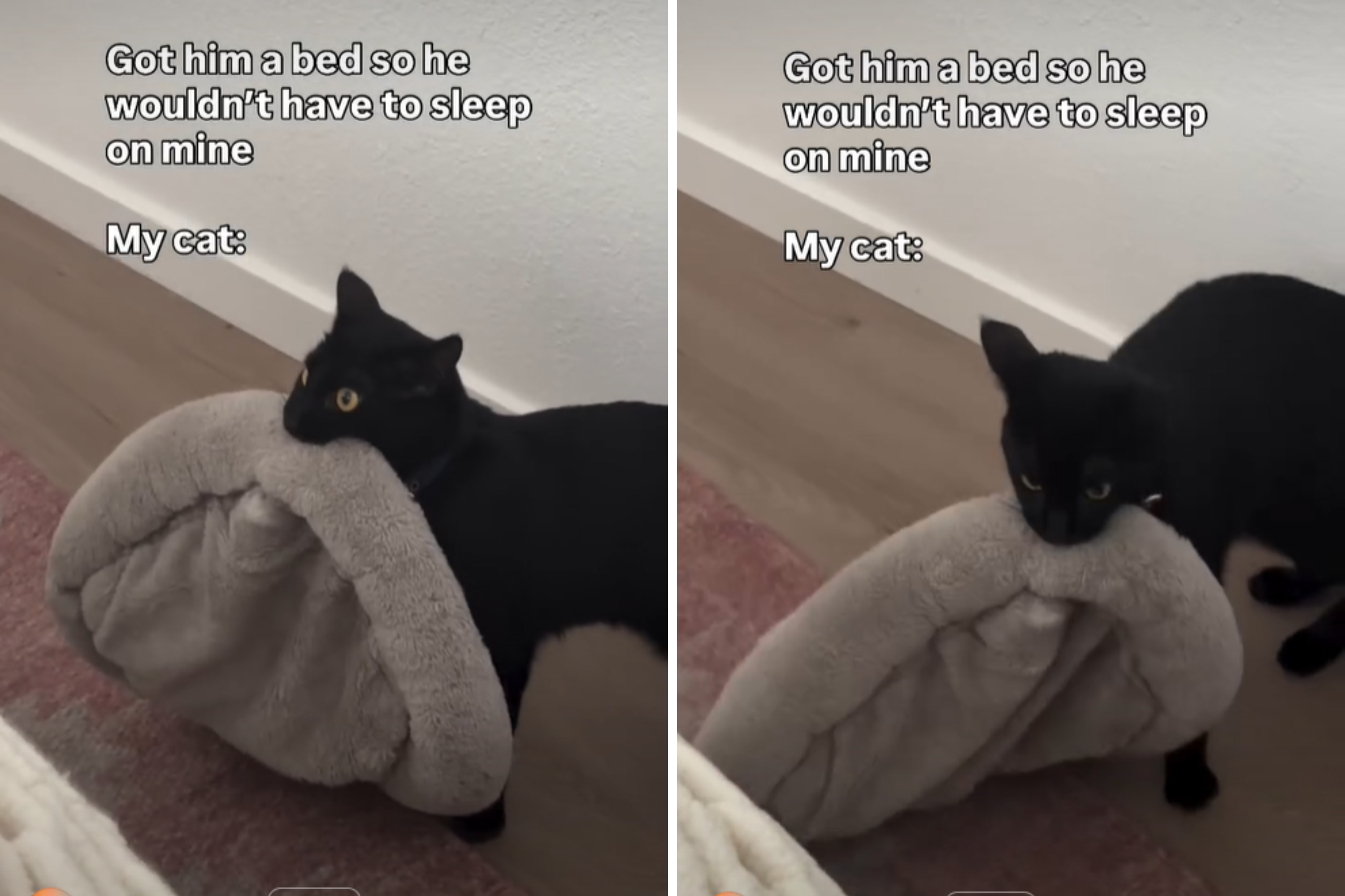 Cat Owner Buys Feline Own Bed so He Doesn't Sleep on Hers—Backfires