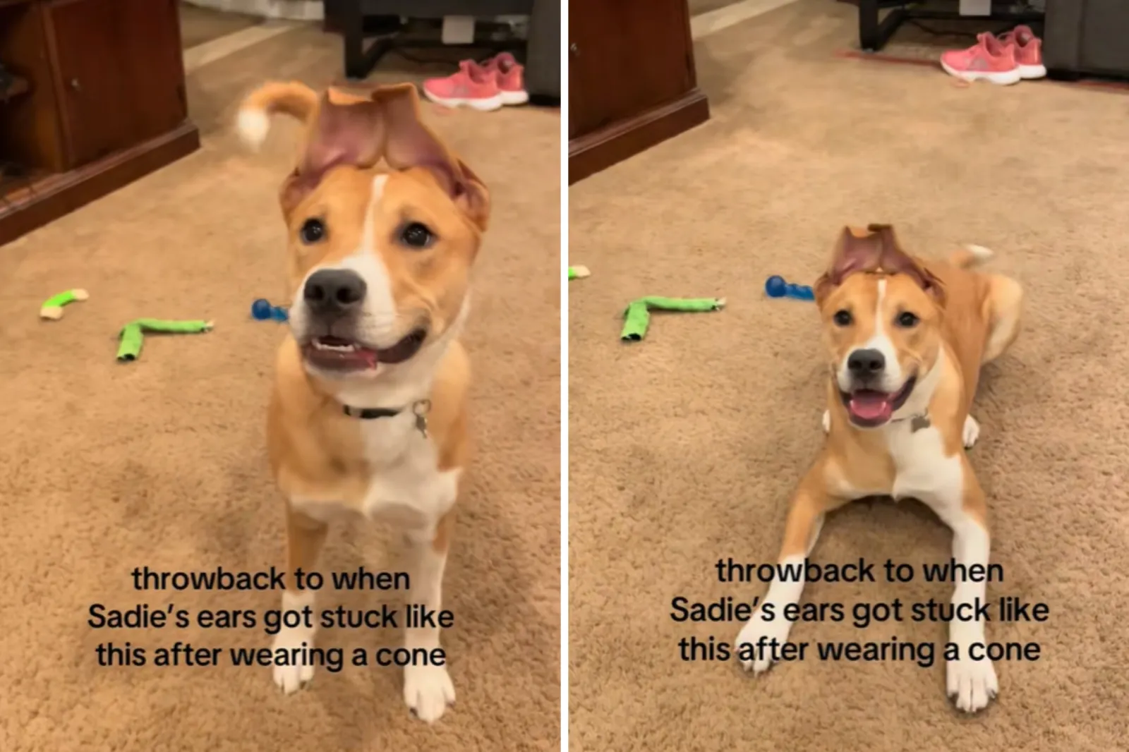 Rescue Dog Cuts Face and Needs Cone, Can’t Believe What Happens to Ears