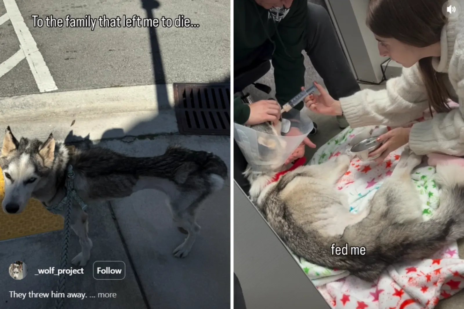 Vets Insist Abandoned Rescue Husky Be Put Down, Then Everything Changes