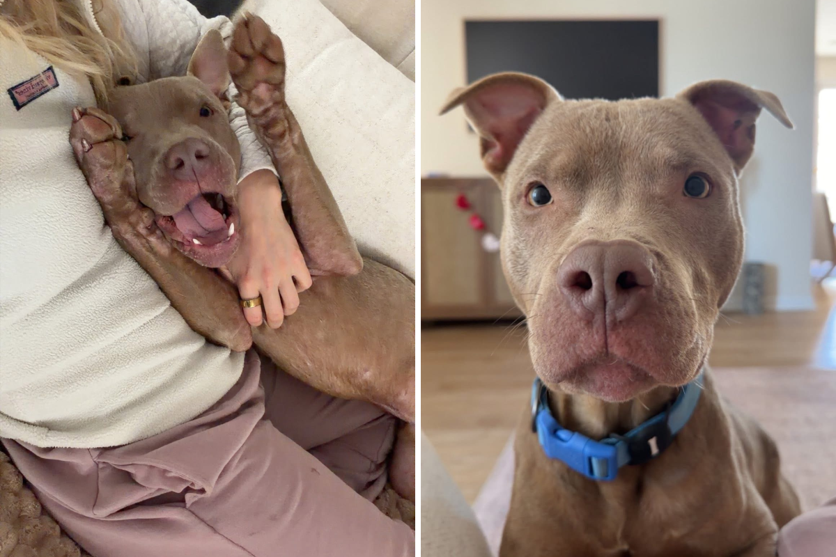 Rescuers Follow Pawprints in 9°F Cold—Tears at What They Find