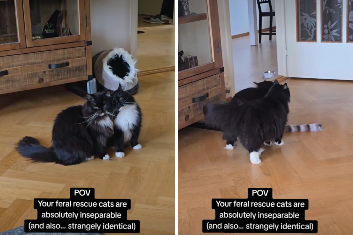 Feral Cats Adopted Together, New Owner Can’t Believe What She Notices   