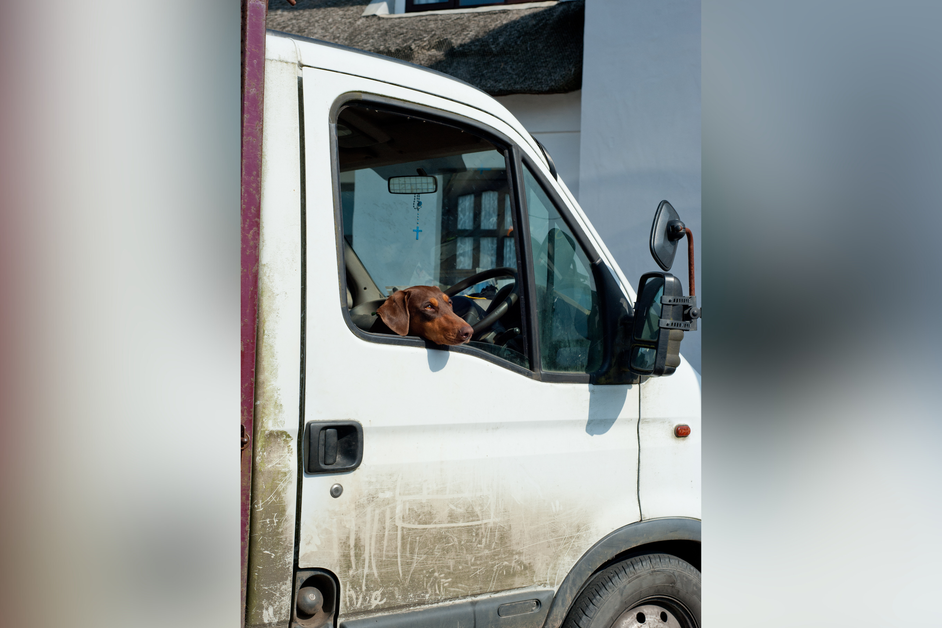 Man Adopts ‘Killer Guard Dog’ To Protect Van, Then Has Realization