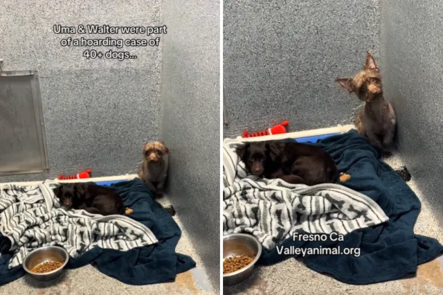 Tears as Rescue Reveals Why Two Hoarding Case Survivors Can’t Find ...