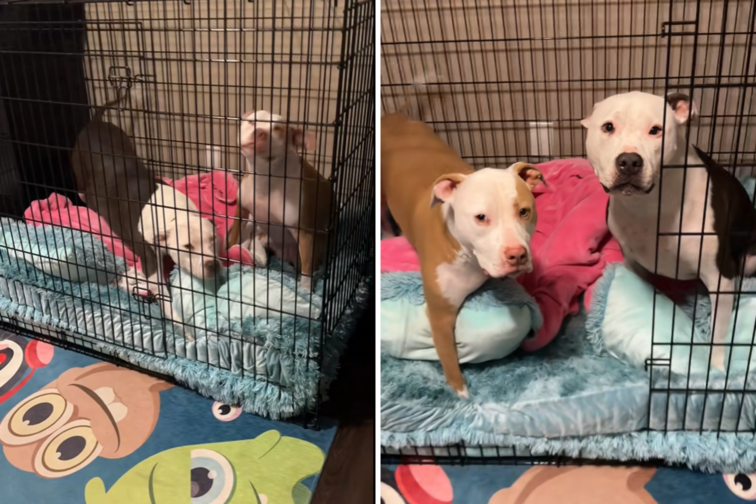 Woman Wants Dogs To Be Excited To See Her—Hysterics at ‘Desperate Measures’