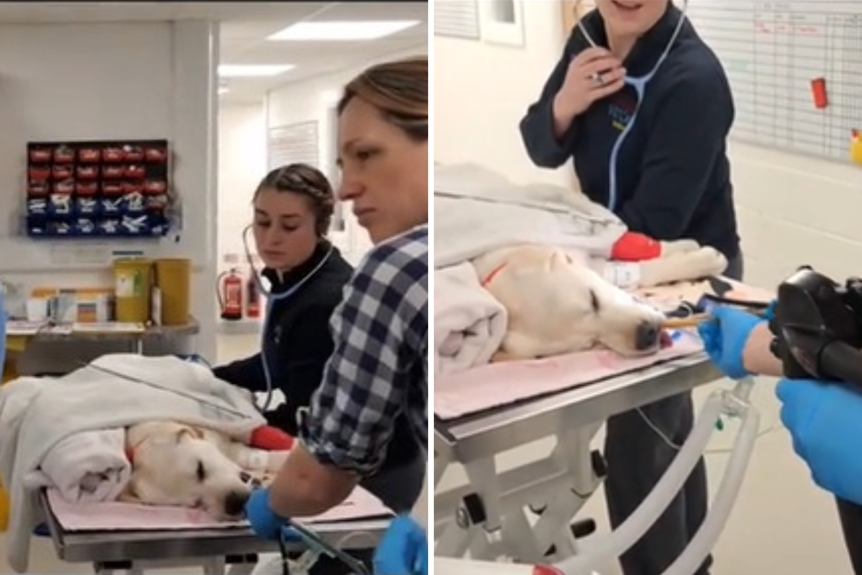 Vet's Own Puppy Swallows Treat Whole—Colleagues Jump Into Action