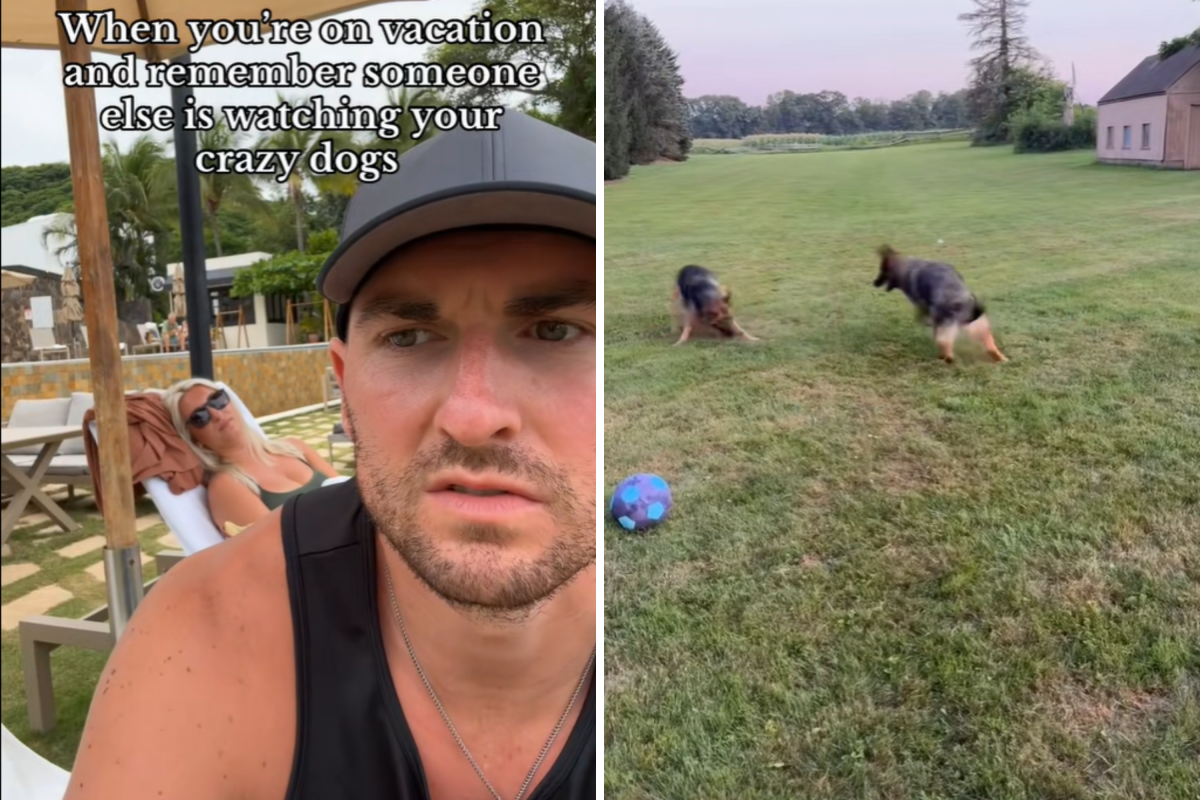 homens gostam de férias e adquiriram conhecimento sobre pastores alemães em casa