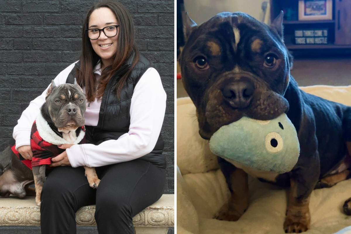 Mulher promove cachorro de resgate – o que ele fez no primeiro dia mostra que não é temporário