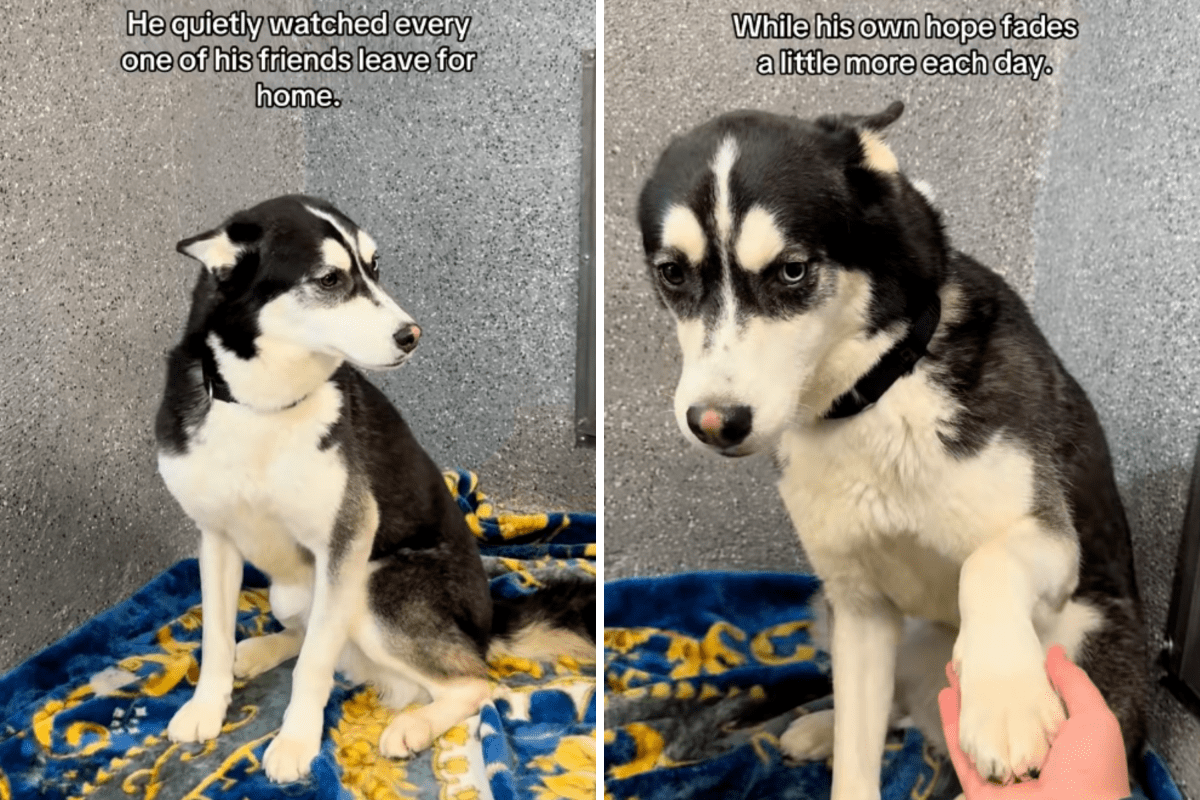 Husky is slowly “shutting down” as he watches friends leave shelter