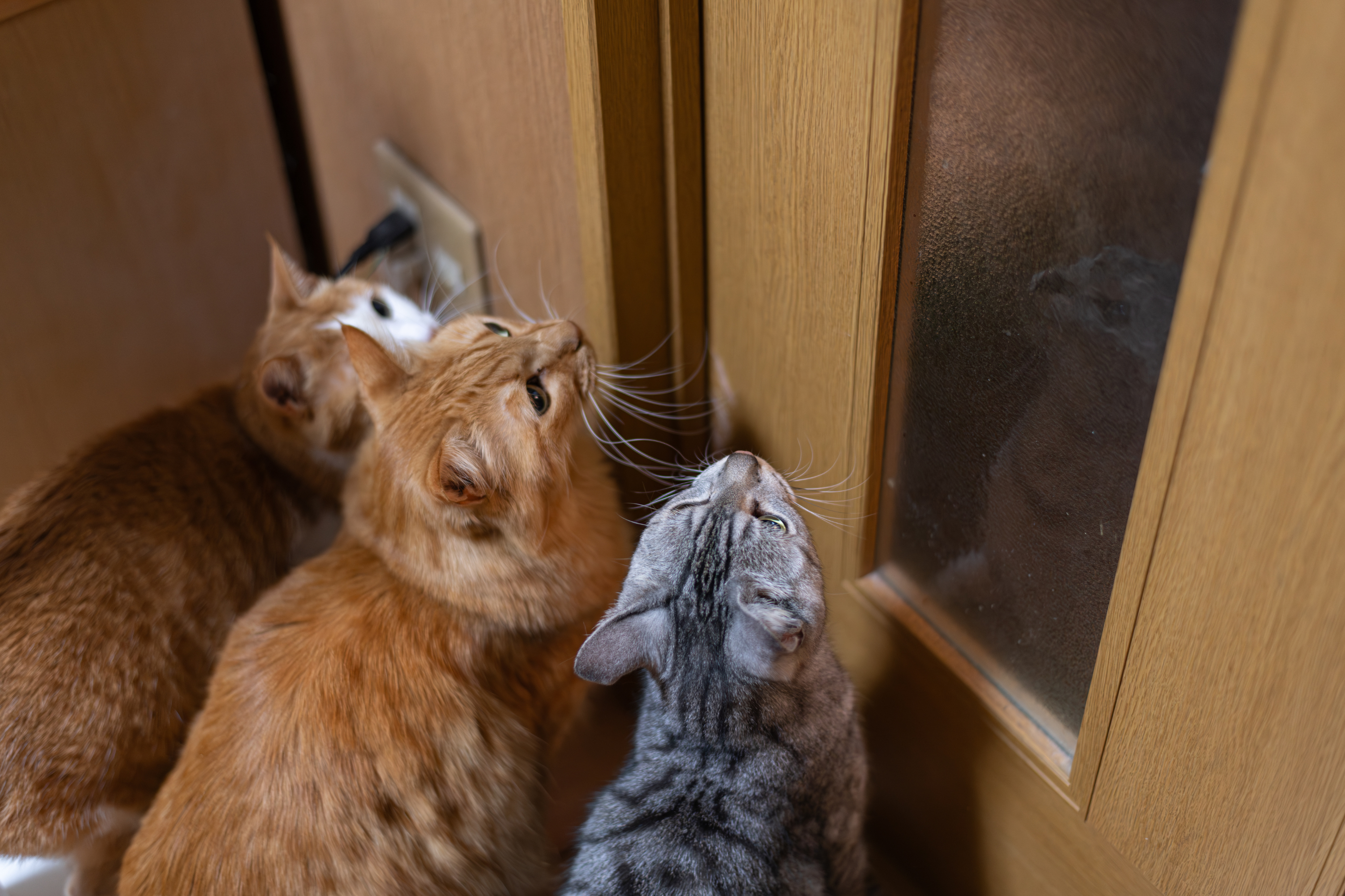 Woman Spots Her Four Cats Patiently Waiting in Line—Then Realizes Why