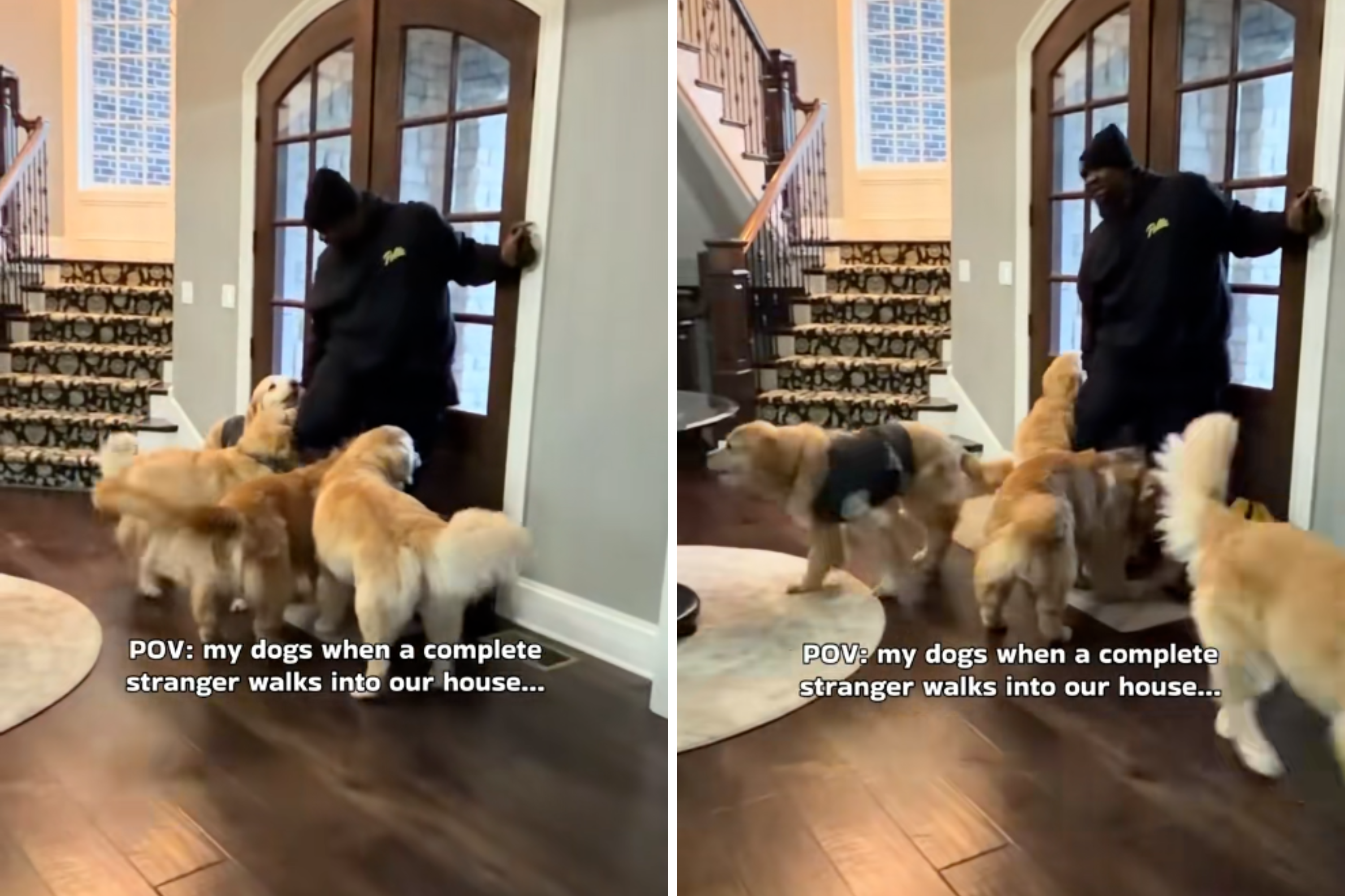 Four Golden Retrievers Notice Stranger Entering Home, They Know What To Do
