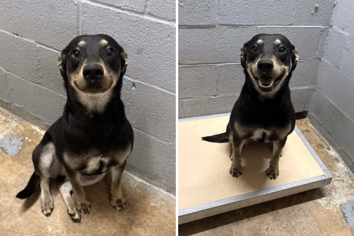 Shelter dog smiles for adoption listing, what happens next melts hearts