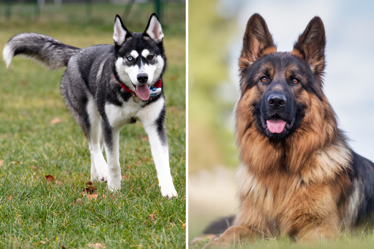 Husky and German Shepherd Mix Have Puppies&mdash;Not Prepared for &lsquo;Tiny&rsquo; Result