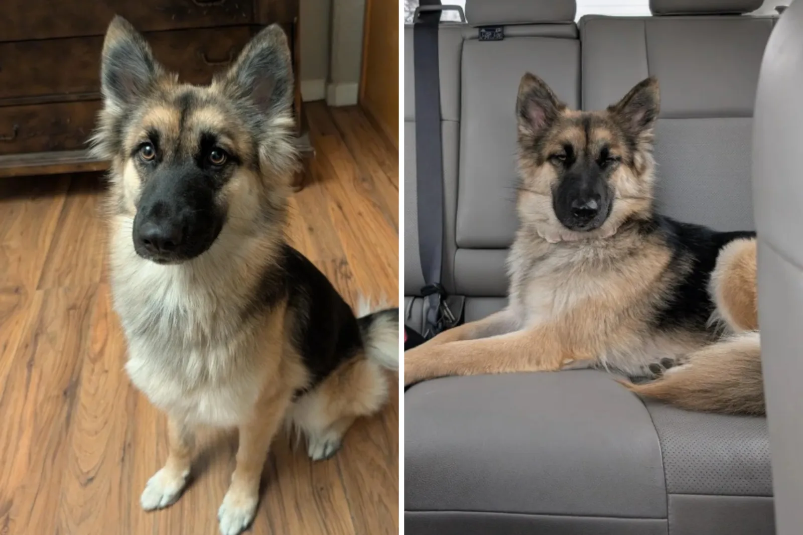 Husky and German Shepherd Mix Have Puppies—Not Prepared for 'Tiny ...