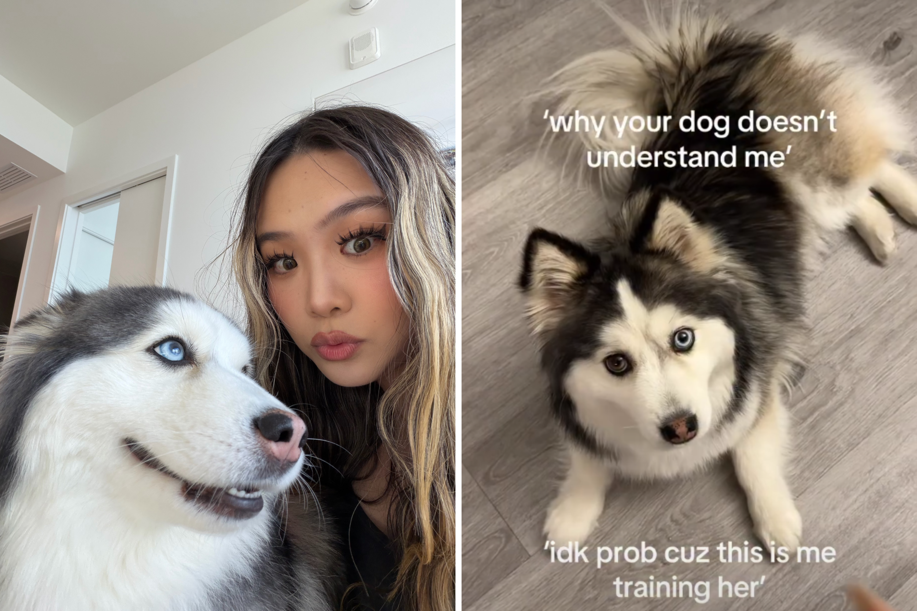 Owner Tries To Train Her Pomsky, Here’s Why It Doesn’t Go To Plan