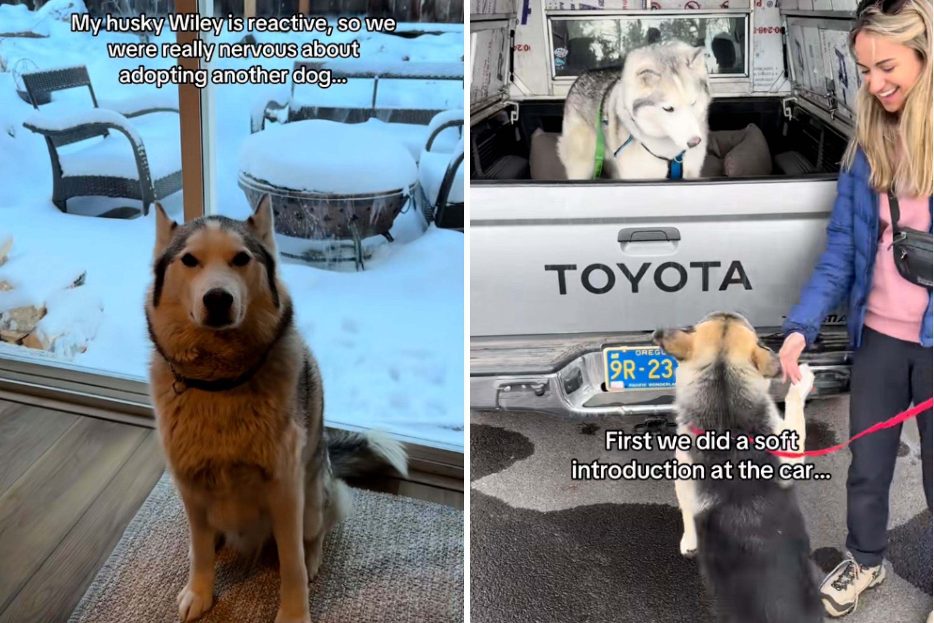 Reactive Husky Meets New Sibling at Shelter—What Happens Next Is Everything