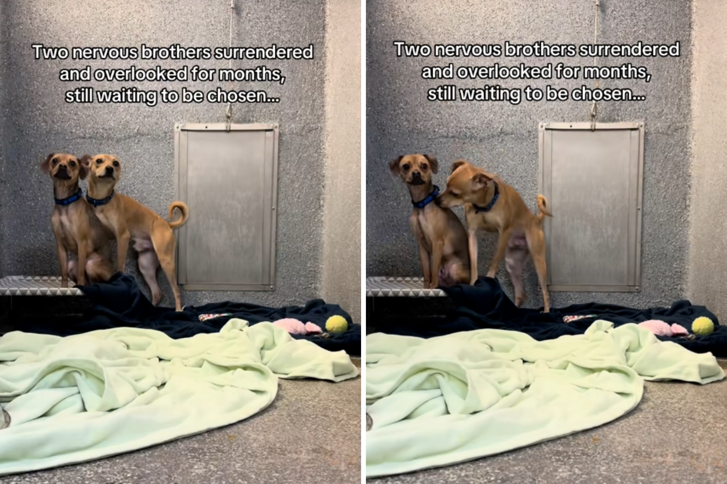 ‘Overlooked’ Shelter Brothers Losing Hope in Shelter Break Hearts