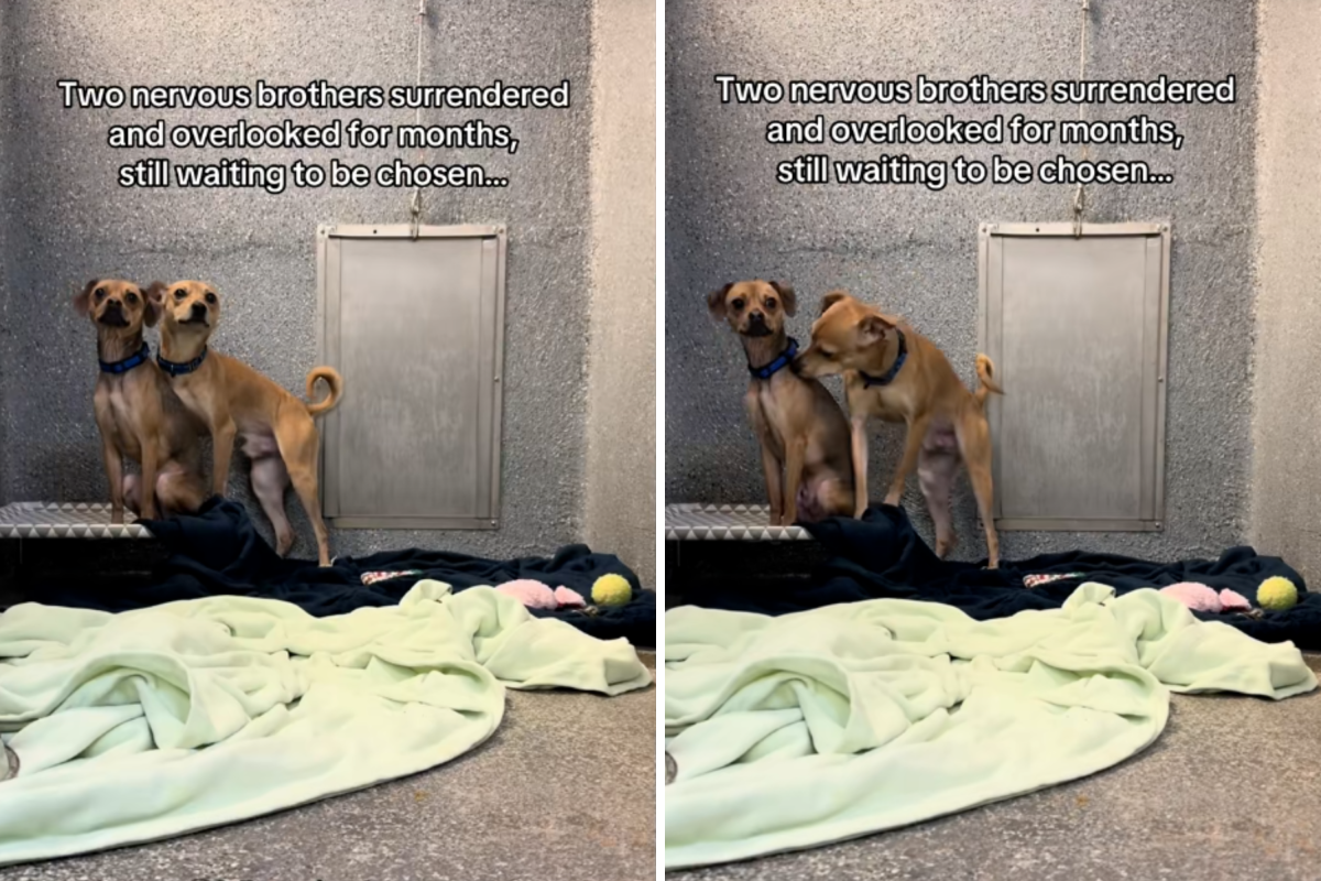 &lsquo;Overlooked&rsquo; Shelter Brothers Losing Hope in Shelter Break Hearts&nbsp;&nbsp;&nbsp;