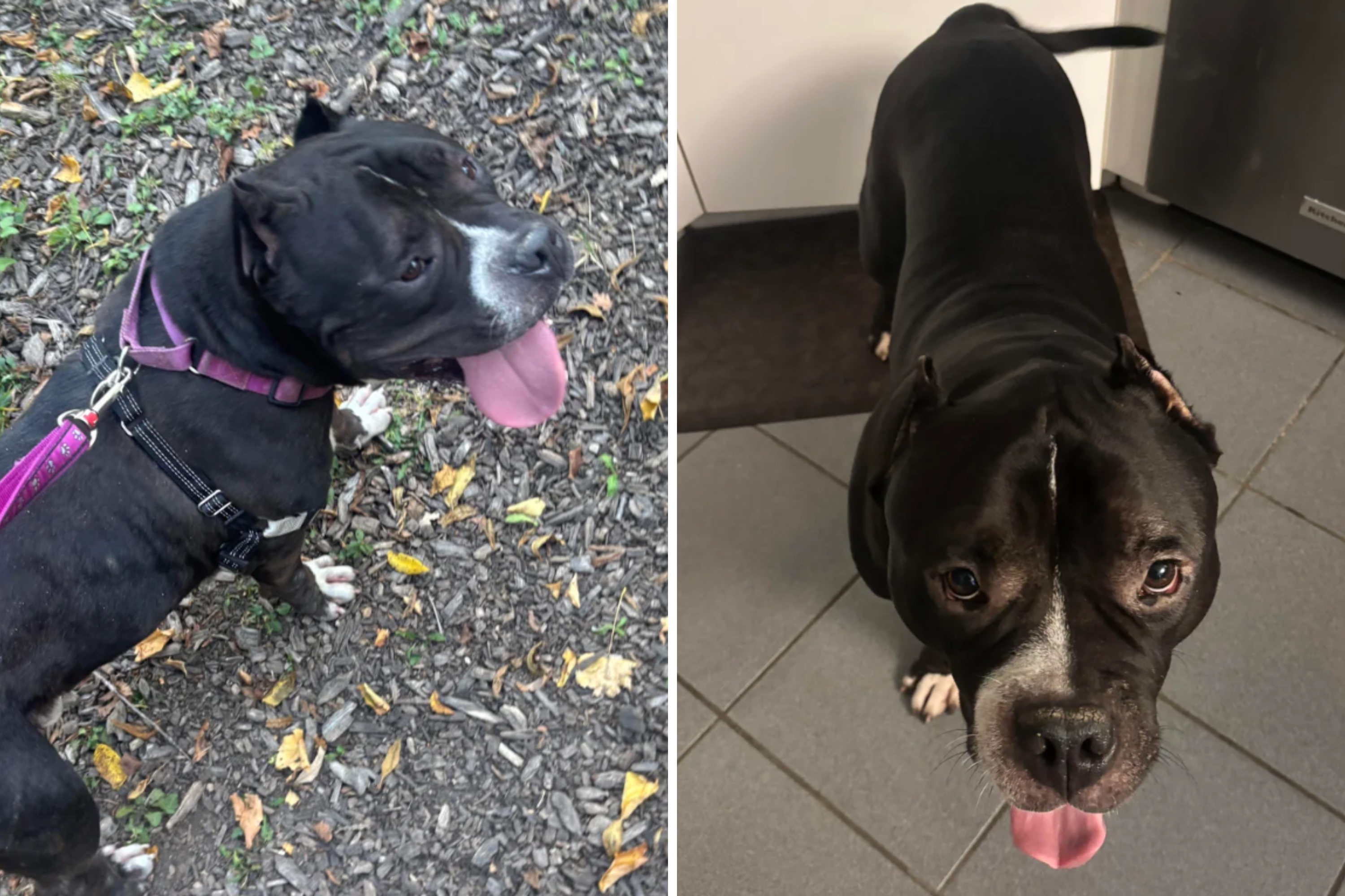 Immigrant Adopts Scared, Older Shelter Dog—Then Both Their Lives Transform