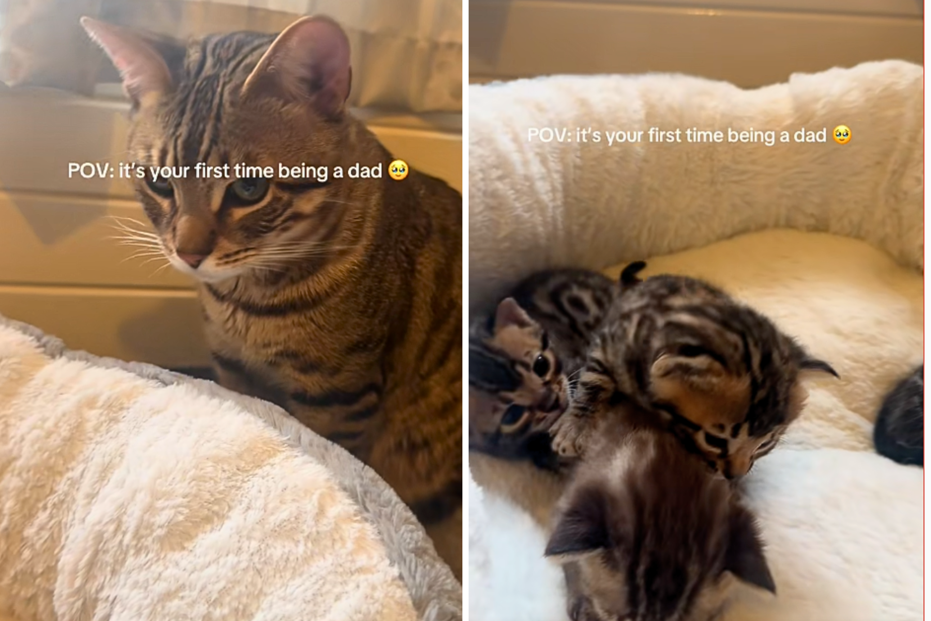 First-Time Cat Dad's Reaction to Kittens Melts Hearts: 'Now What'