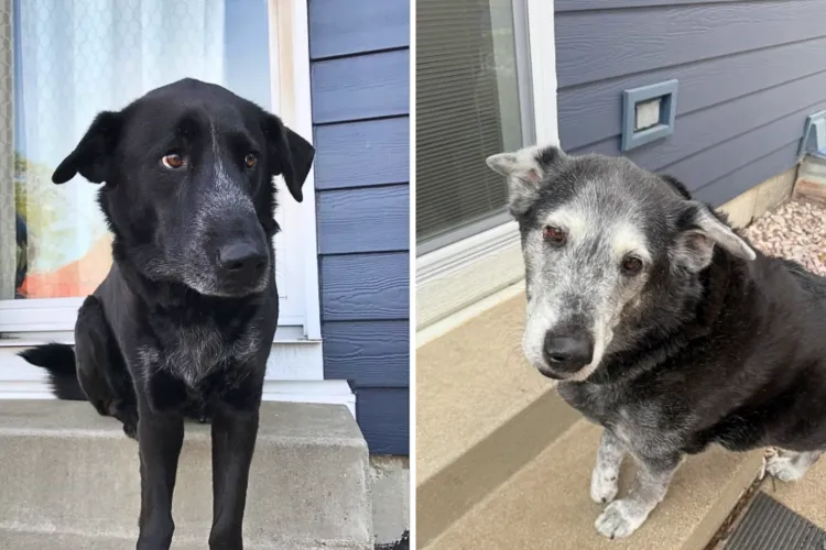 Dog Owner Recreates Photo on Steps 10 Years Later—Tears at the ...