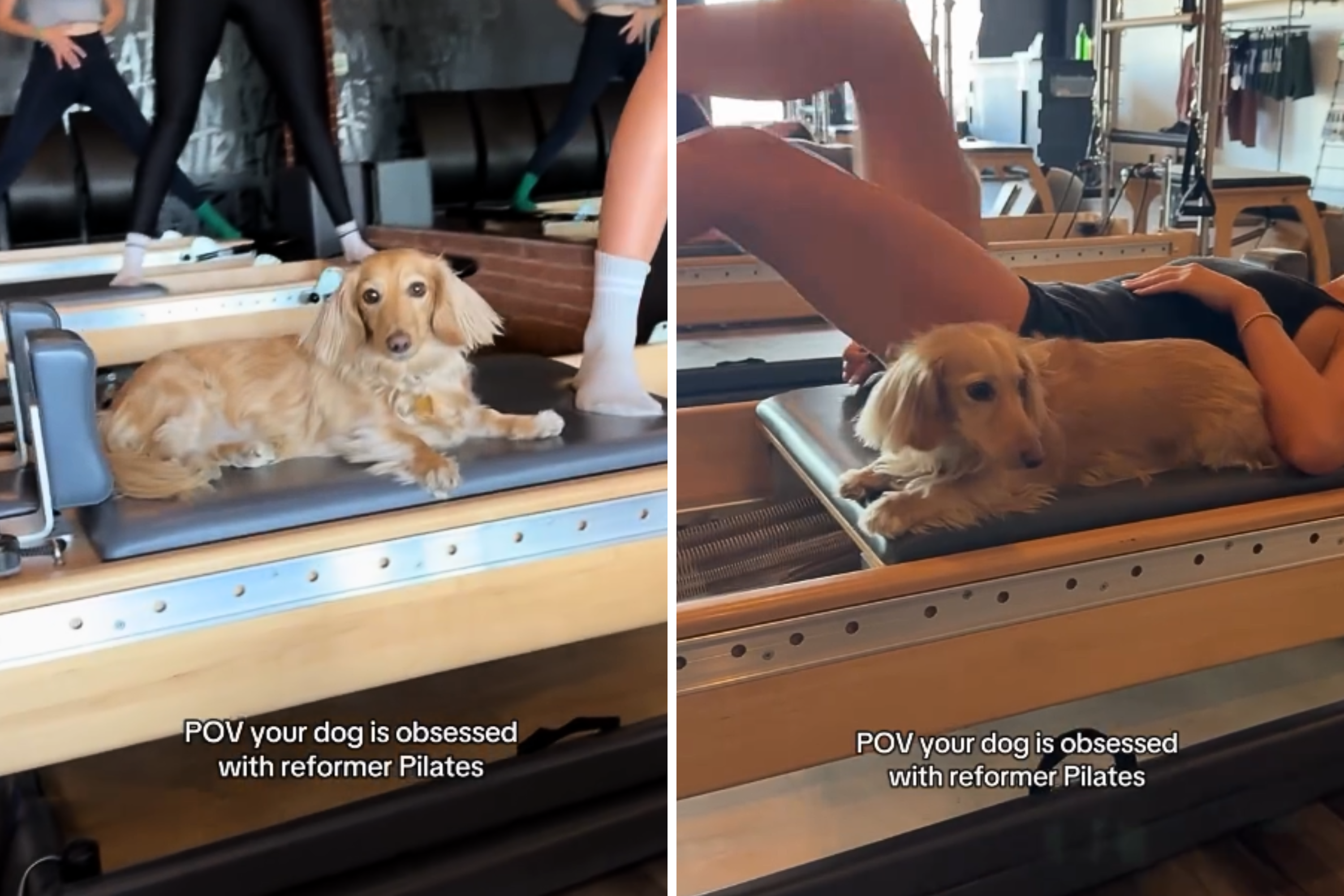 Owner Brings Mini Dachshund To Pilates—Her Workout Routine Melts Hearts