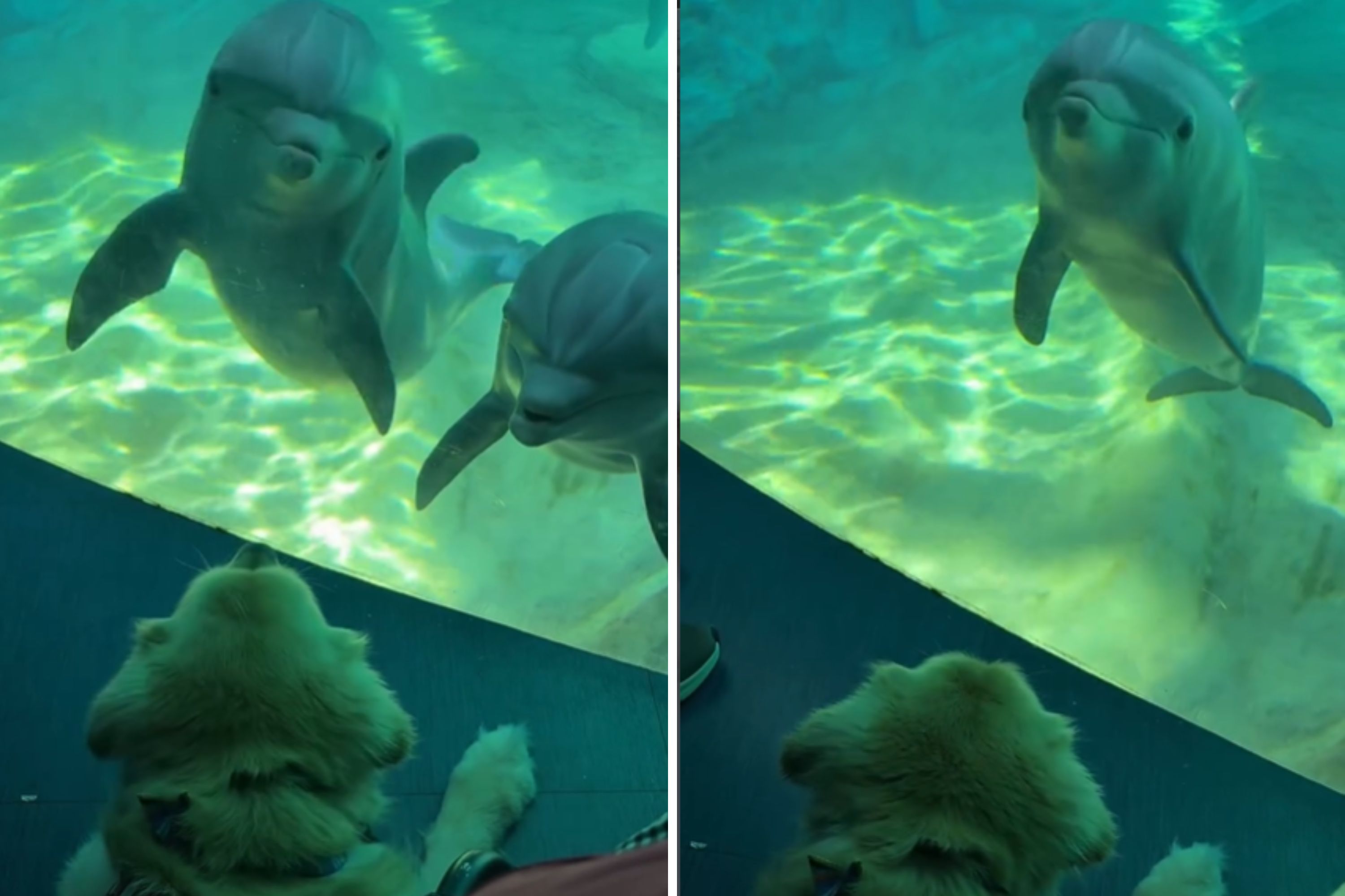 Dolphins Spot Service Dog at Aquarium—They Have Purest Reaction