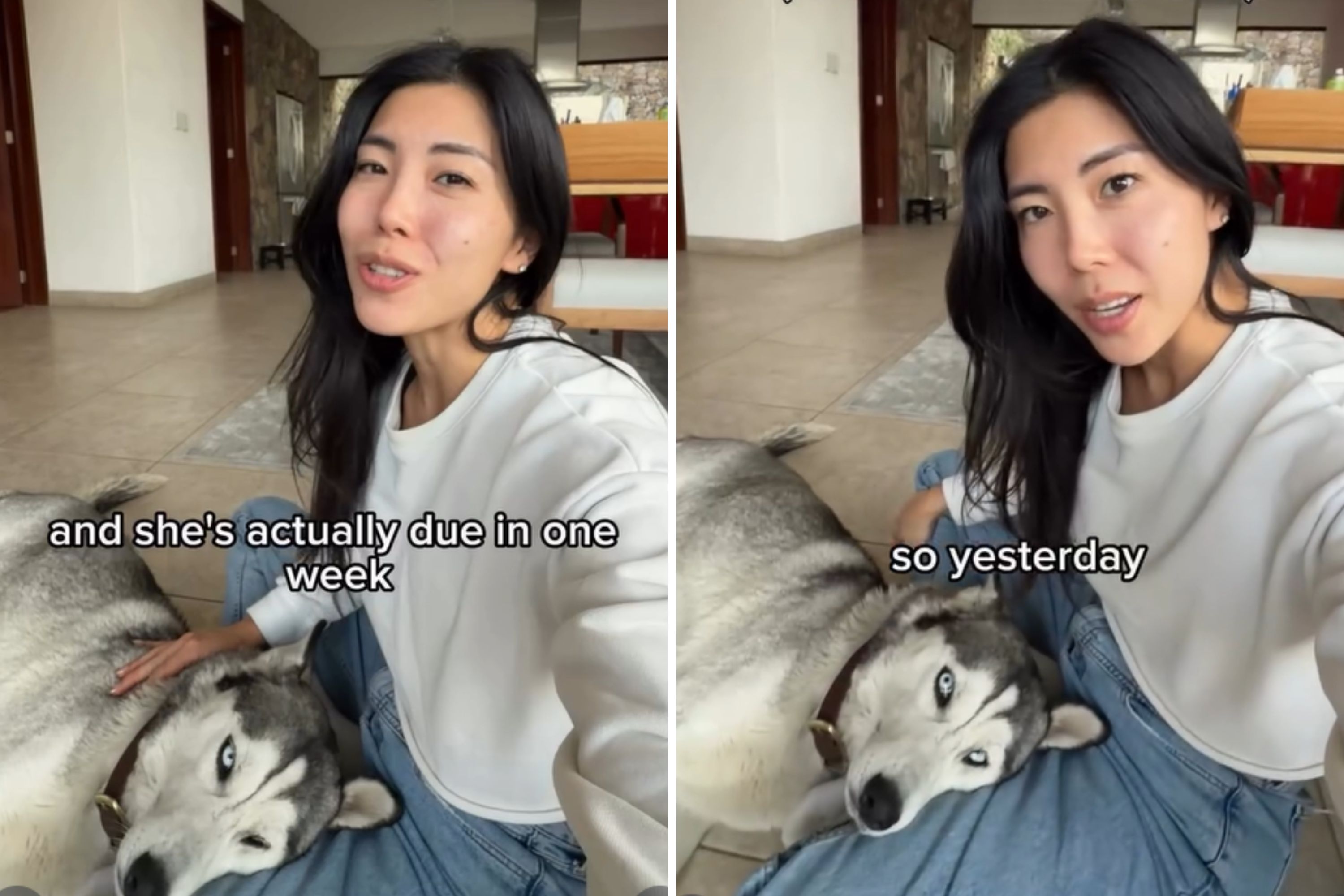 Woman Finds Husky Alone in the Mountains, Then X-Ray Reveals Shocking Twist