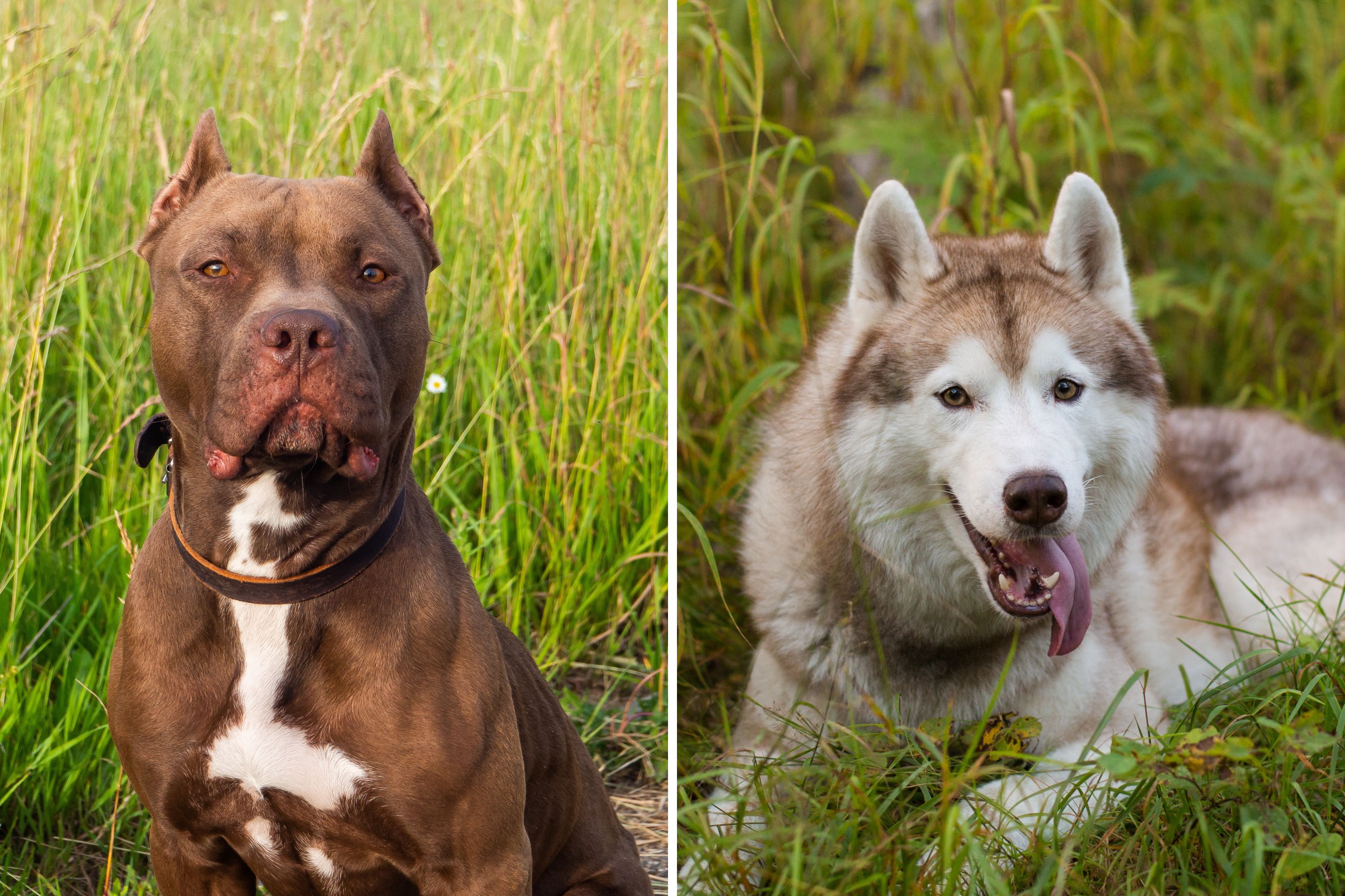 Owner Shares Her Pit Bull and Husky Mix—People Can’t Believe the Dog’s Look