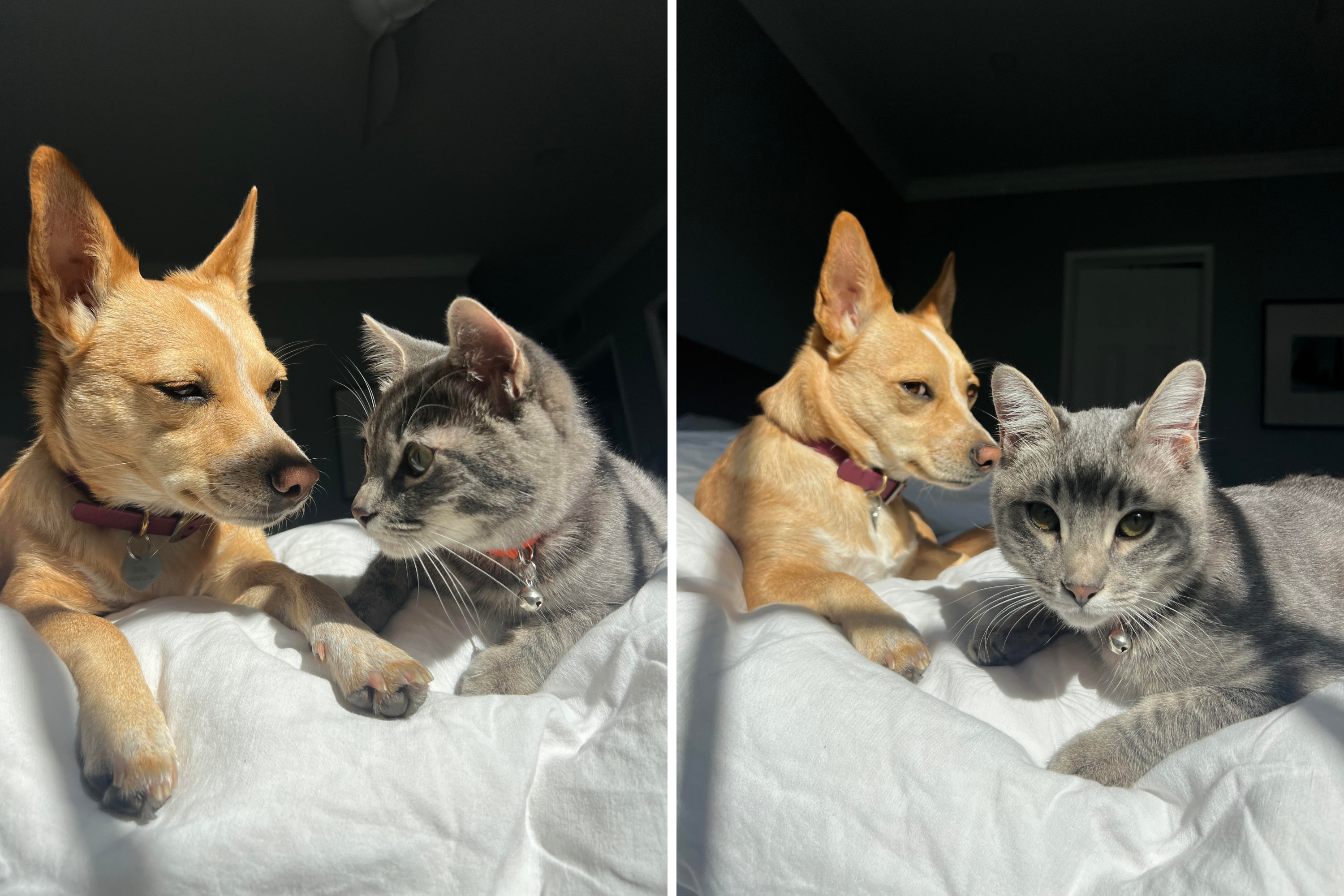 Owner Captures Moment Between Dog and Cat Siblings—Asks ‘Is This Normal?'