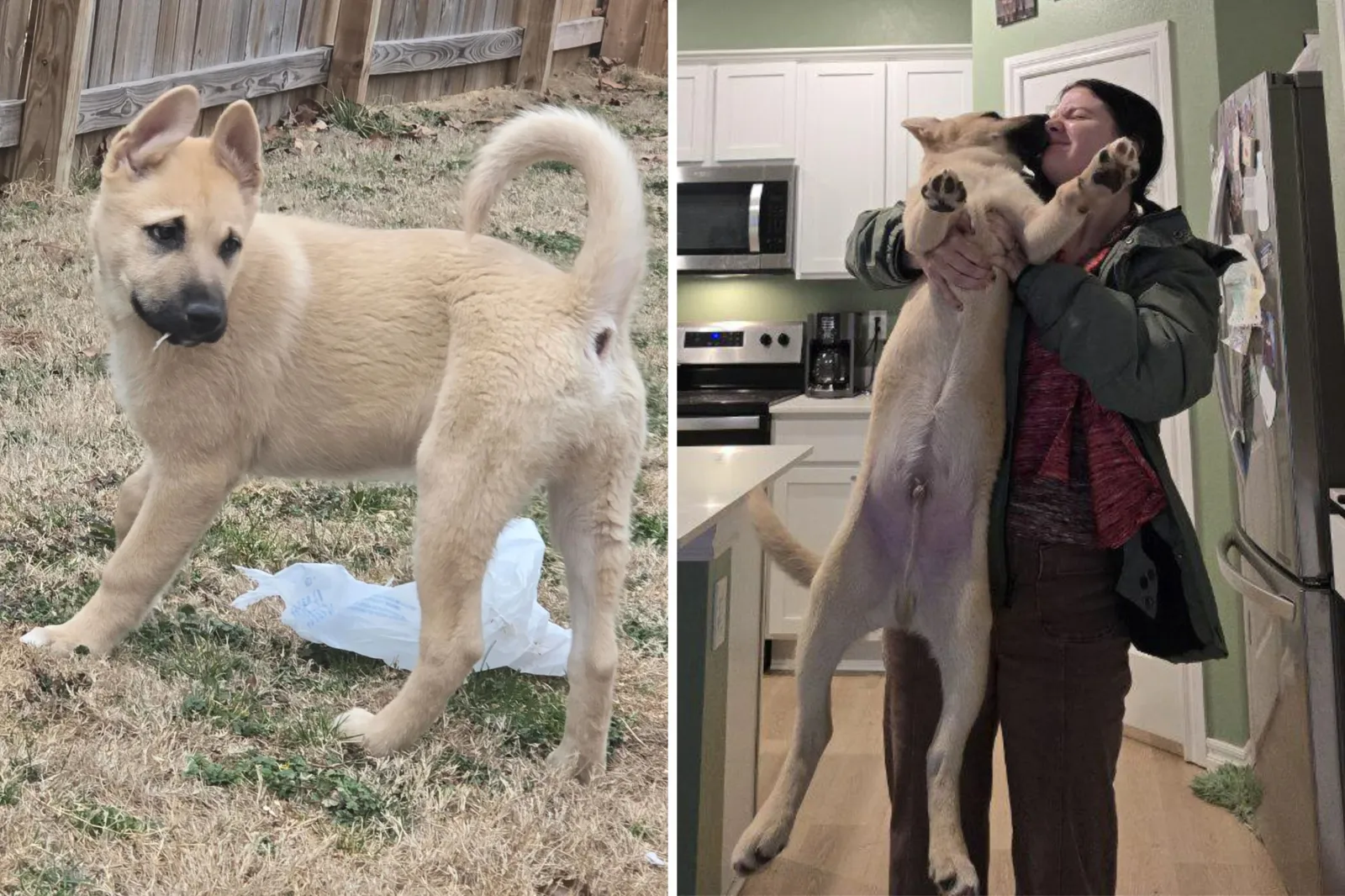 Rescue dog quickly growing