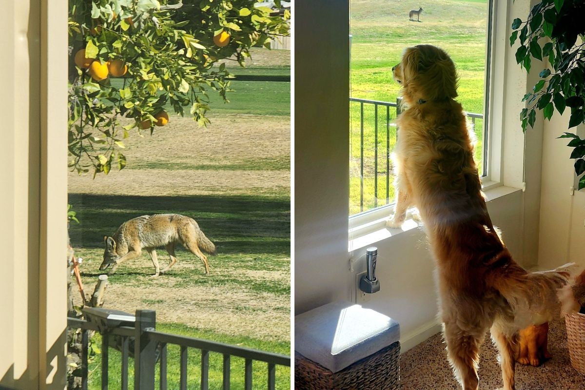 Golden retriever "standing guard" to protect home wins "Pet of the Week"