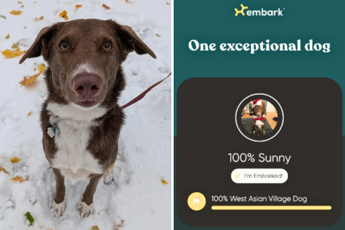 Dog Owner Does 2 Different DNA Tests for Rescue Pup, Unprepared for Results