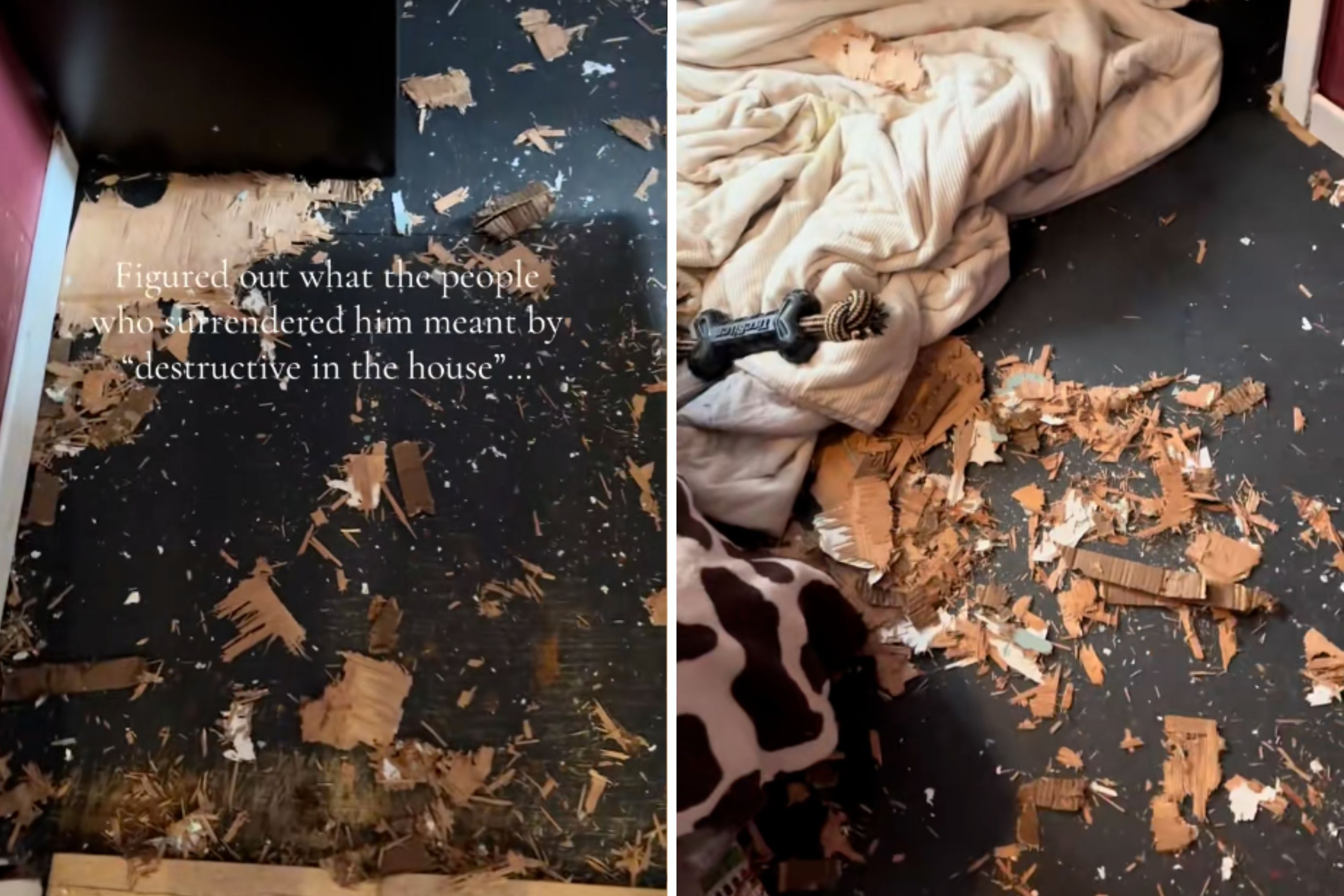 Shelter Dog Labeled 'Destructive' by Previous Owner—New Mom Learns Why