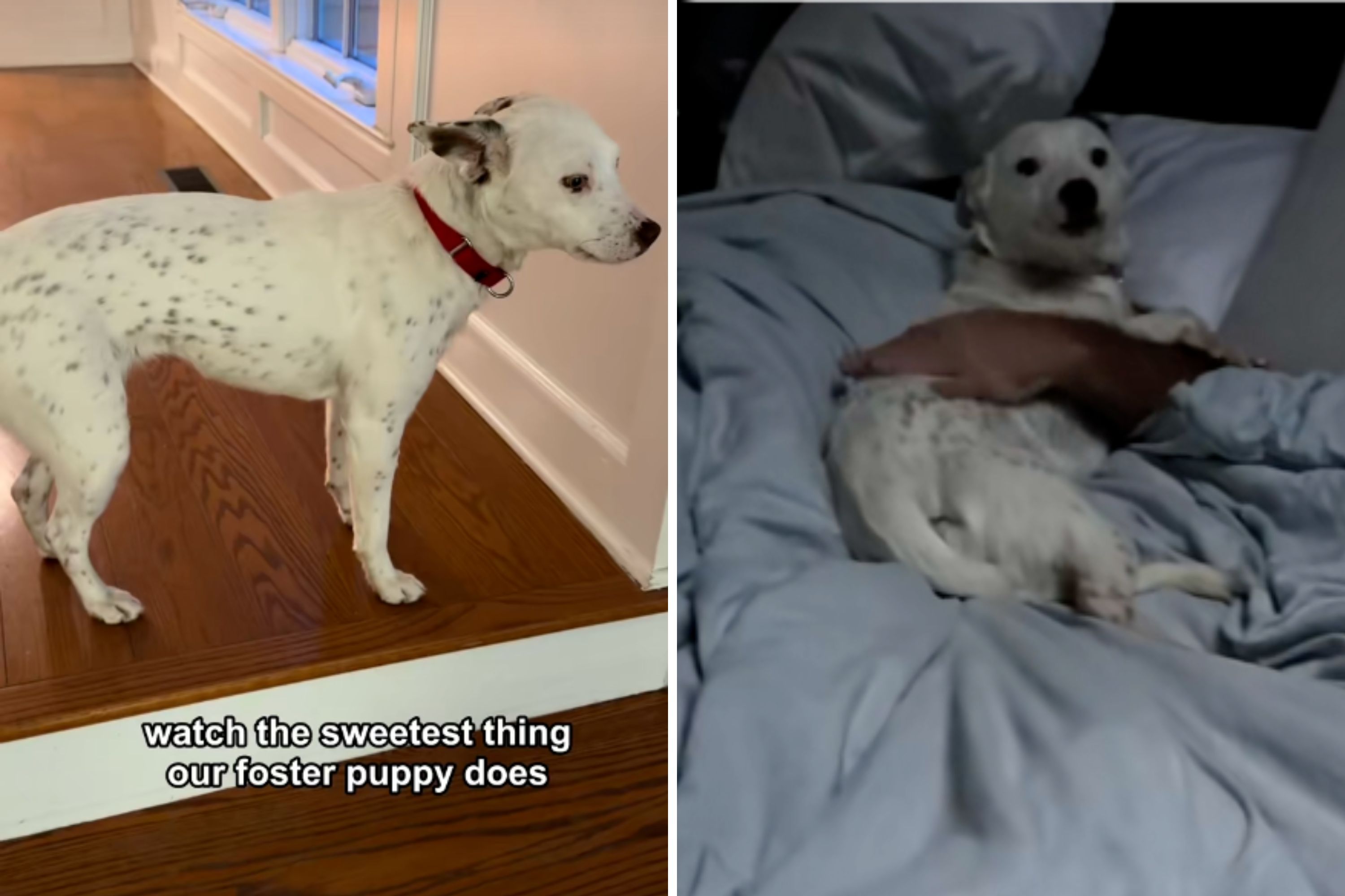 Foster Puppy Does the Same Thing Each Morning—Hearts Melt at Reason