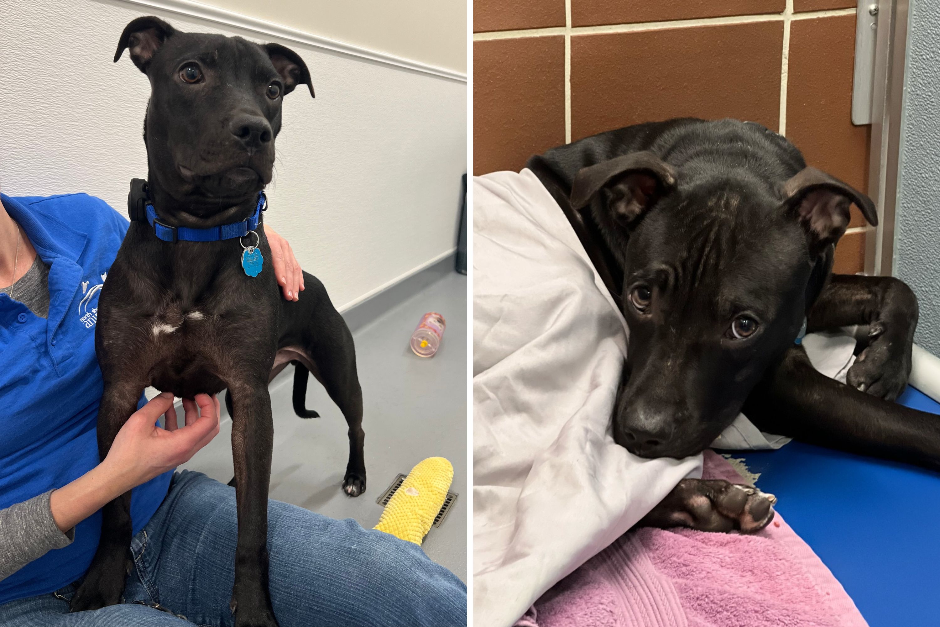 Tears as Shy Puppy Watches His Brother Get Adopted—Now He Waits Alone
