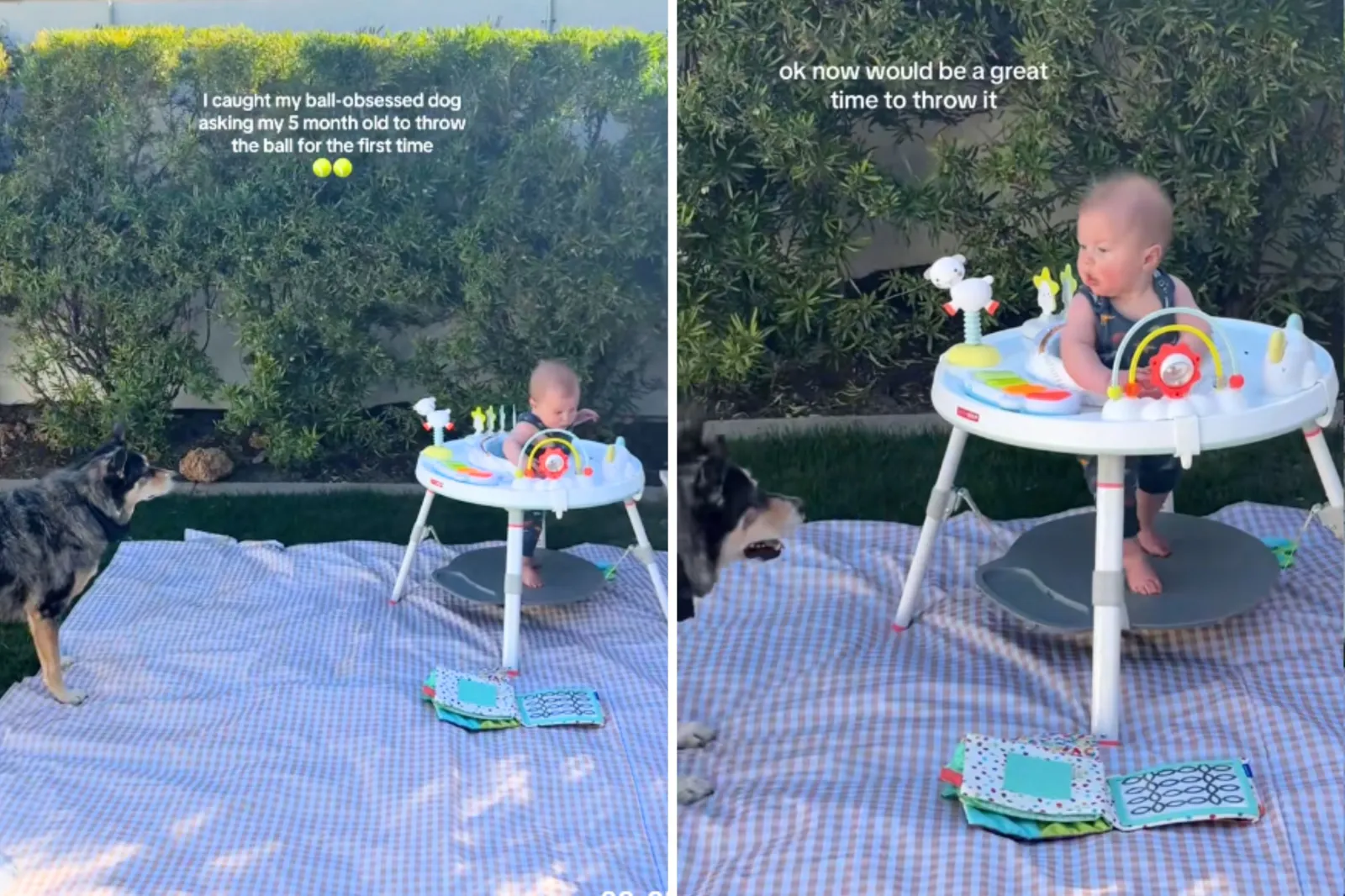 Dog waiting for baby to throw ball