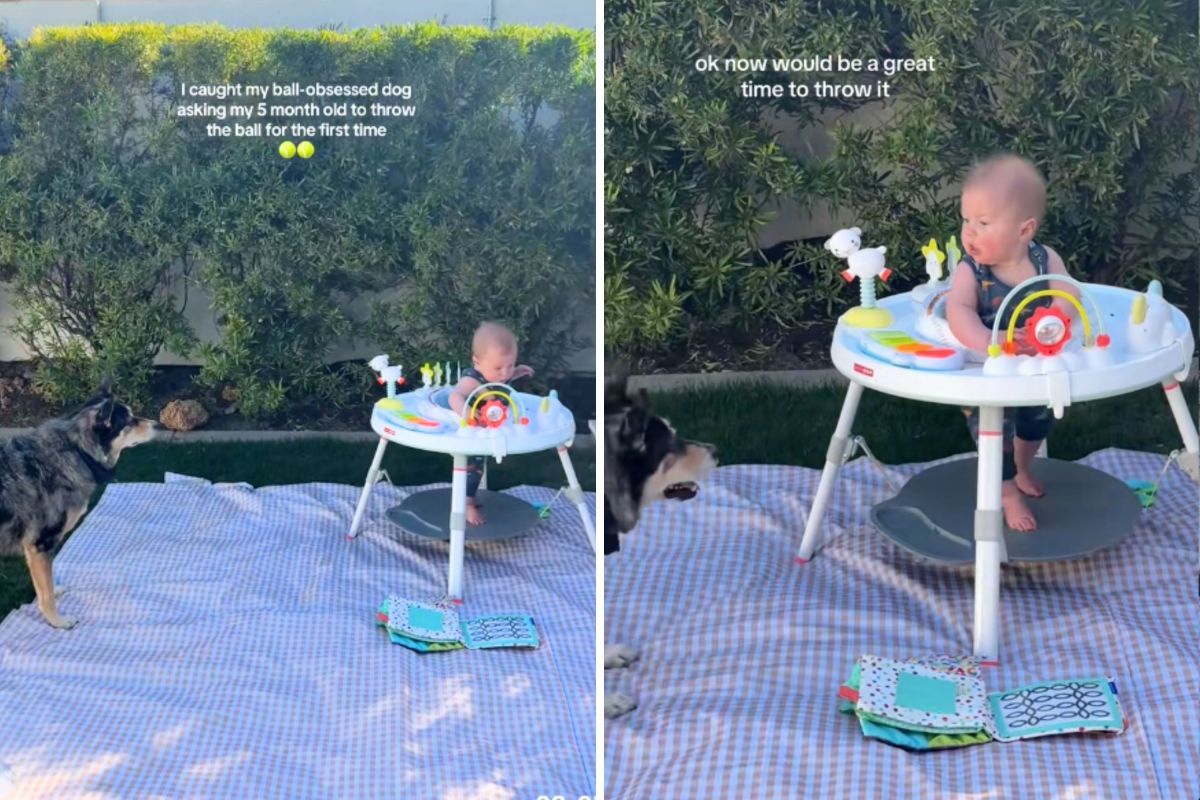 Mãe captura conflito entre cachorro e bebê de 5 meses no Overball
