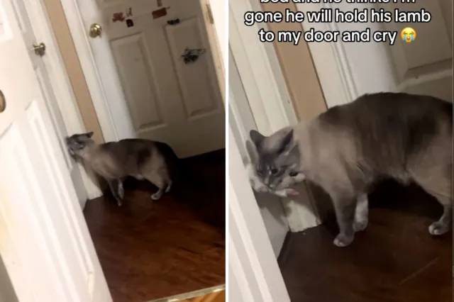 Cat crying outside bedroom