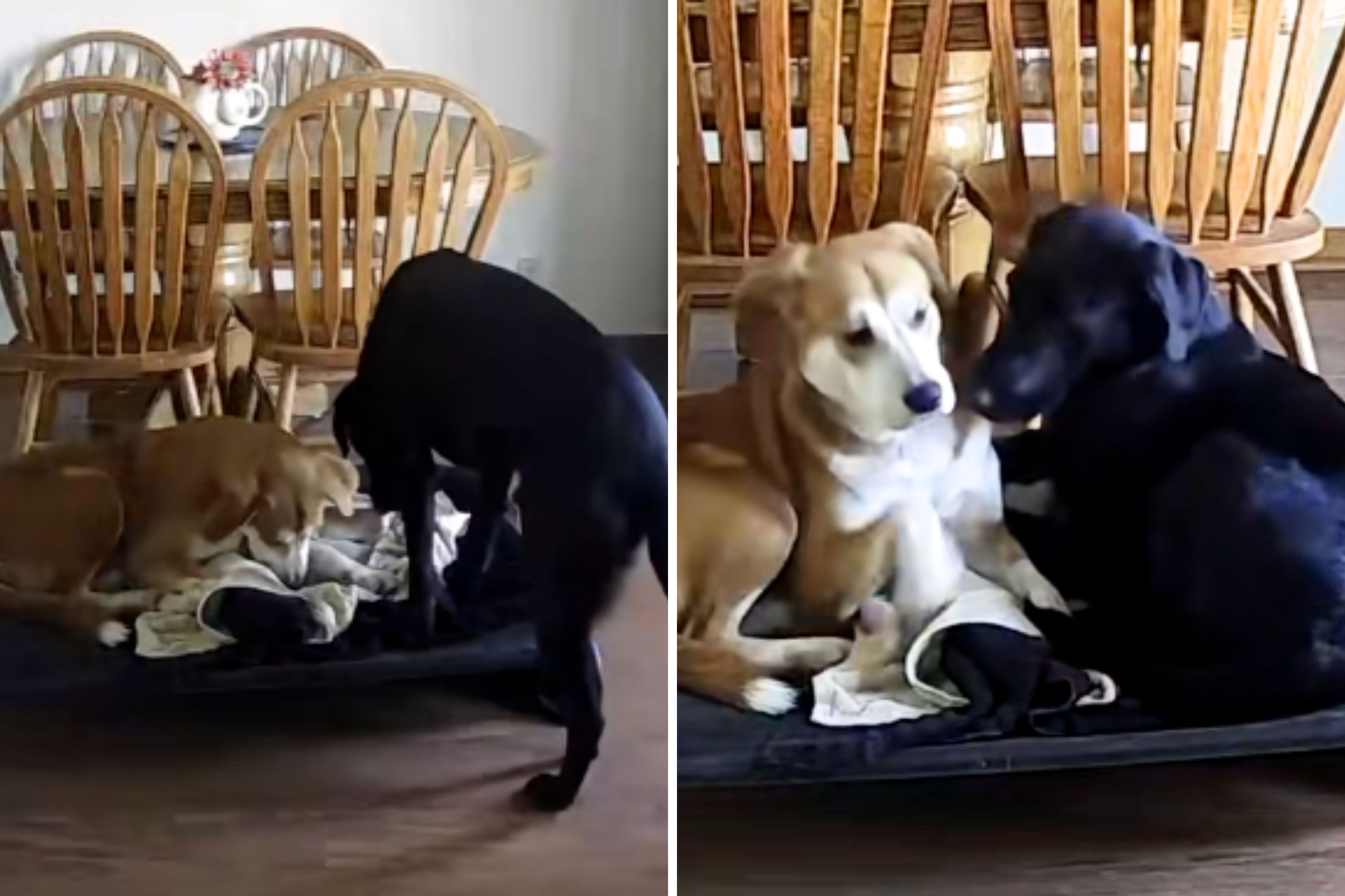 Owner Checks Pet Cam—in Tears at What Labrador Does With New Rescue Dog