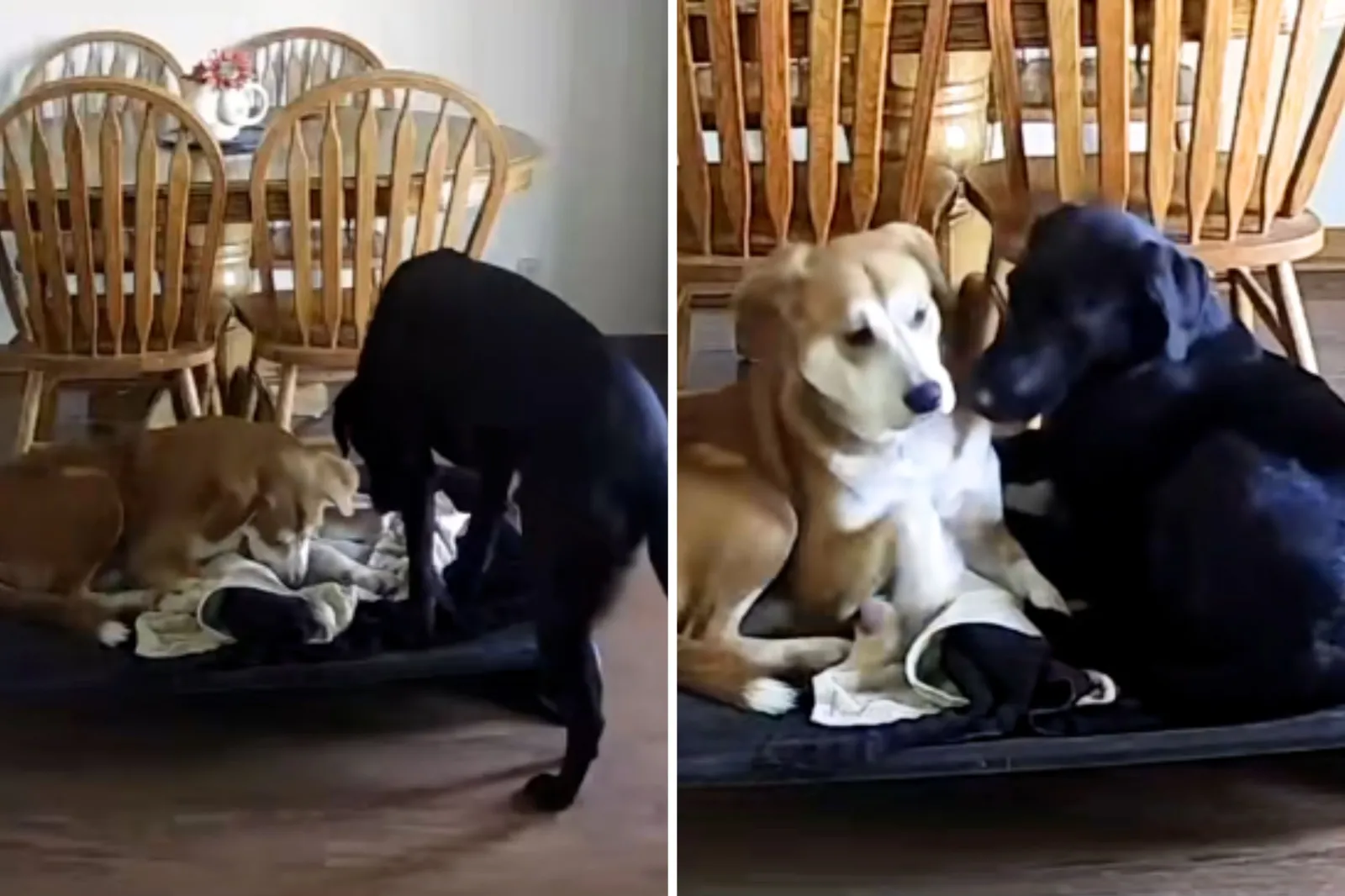 Labrador comforts rescue dog