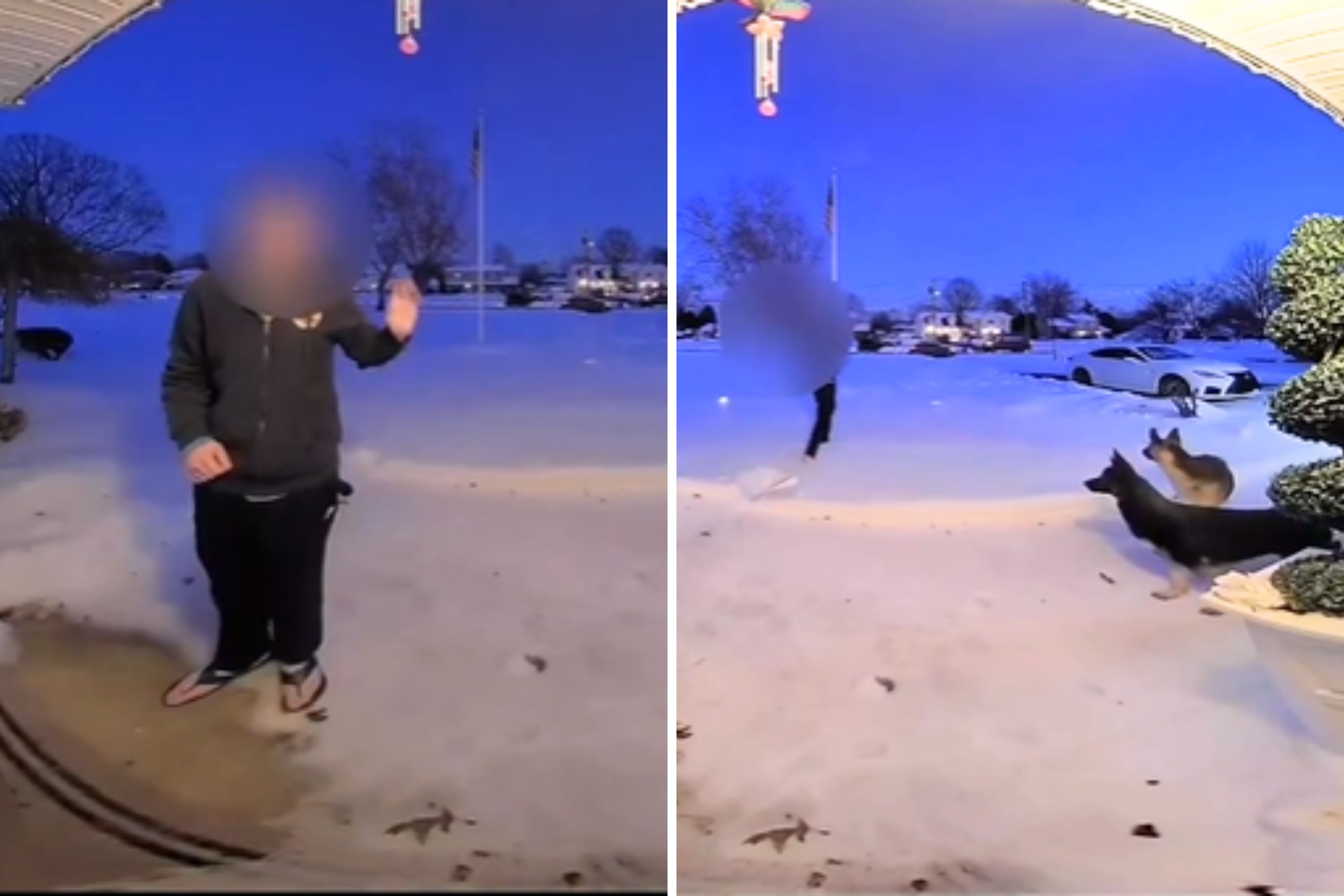 Stranger Warns Owner German Shepherds Loose—Then Realizes What's Behind Him